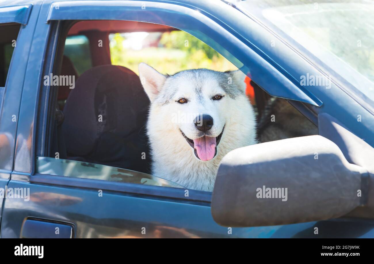 Ein weißer, sibirischer Husky-Hund, der in einem Auto sitzt, aus dem offenen Fenster blickt und mit der Zunge aus lächelt. Roadtrip mit Haustieren. Der Hund ist heiß im Auto Stockfoto