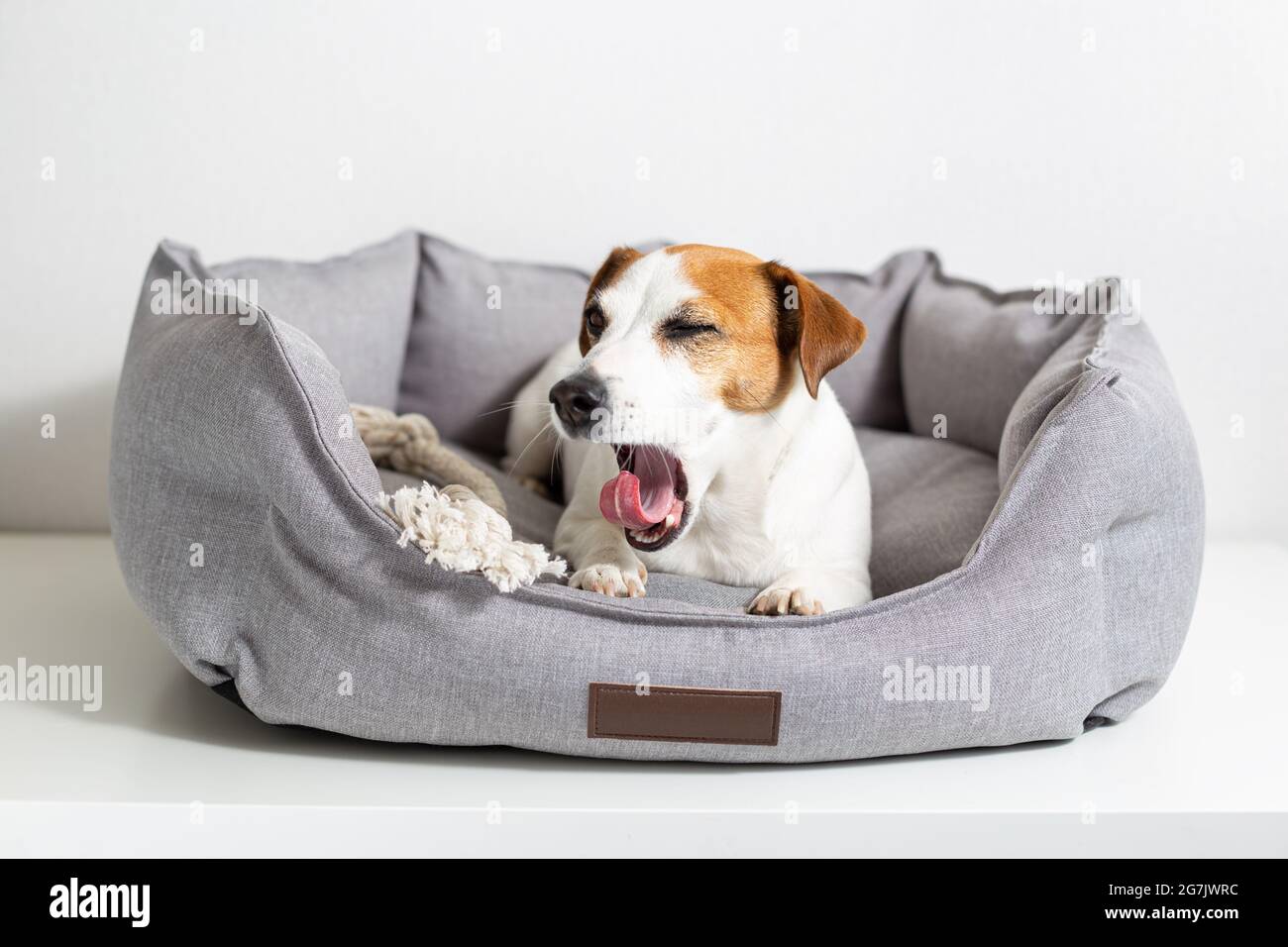 Ein gähnender Hund, Jack russell Terrier, der in einem grauen Tierbett auf einem hellen Hintergrund liegt. Umweltfreundliche Haustierprodukte, Haustiergeschäft. Liebe und Pflege für Haustiere Stockfoto