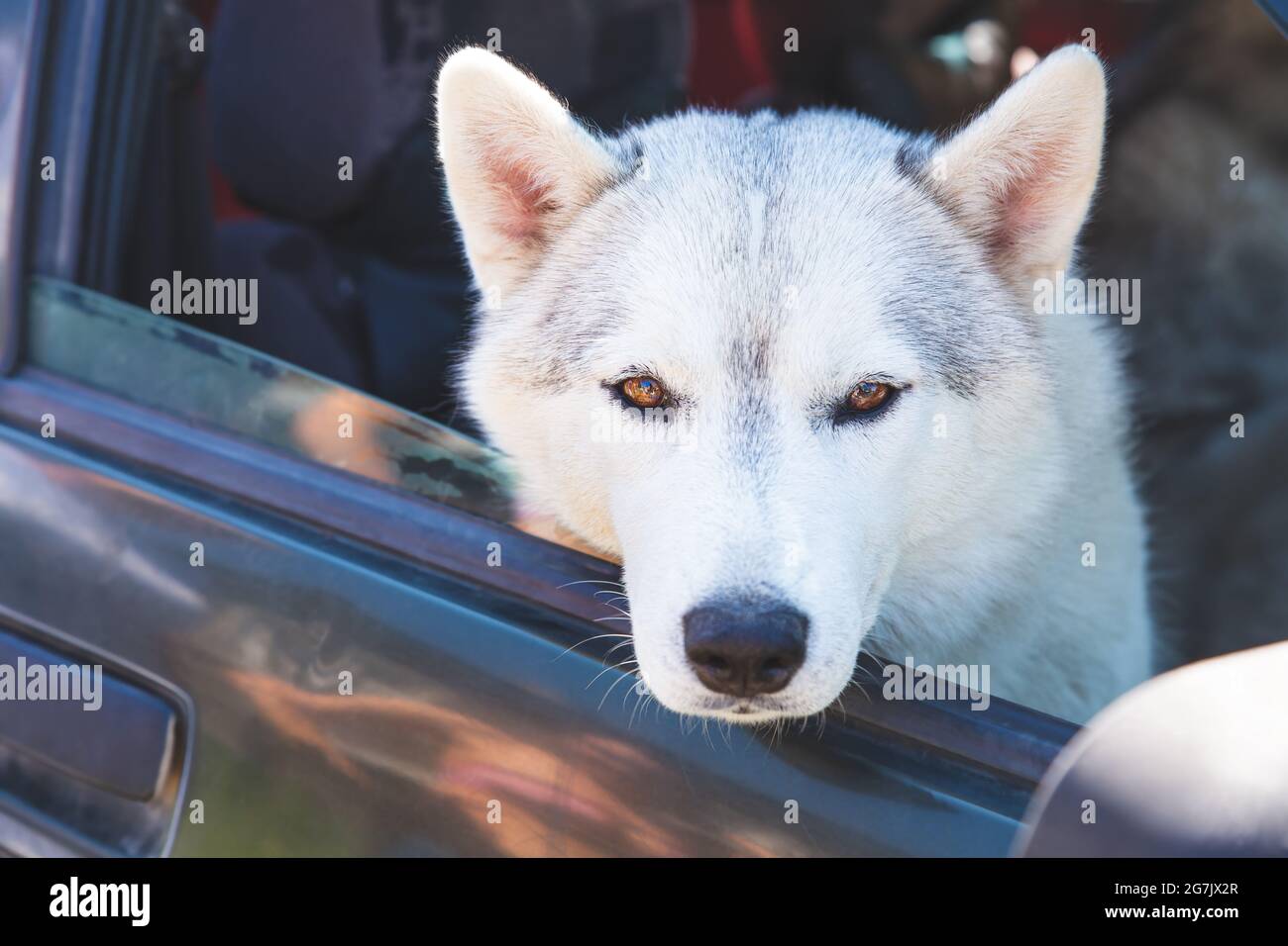 Ein weißer sibirischer Husky, der in einem Auto sitzt und aus dem offenen Fenster blickt. Reisen, Autoreise mit Haustieren. Treuer Freund, immer zusammen. Nahaufnahme Stockfoto