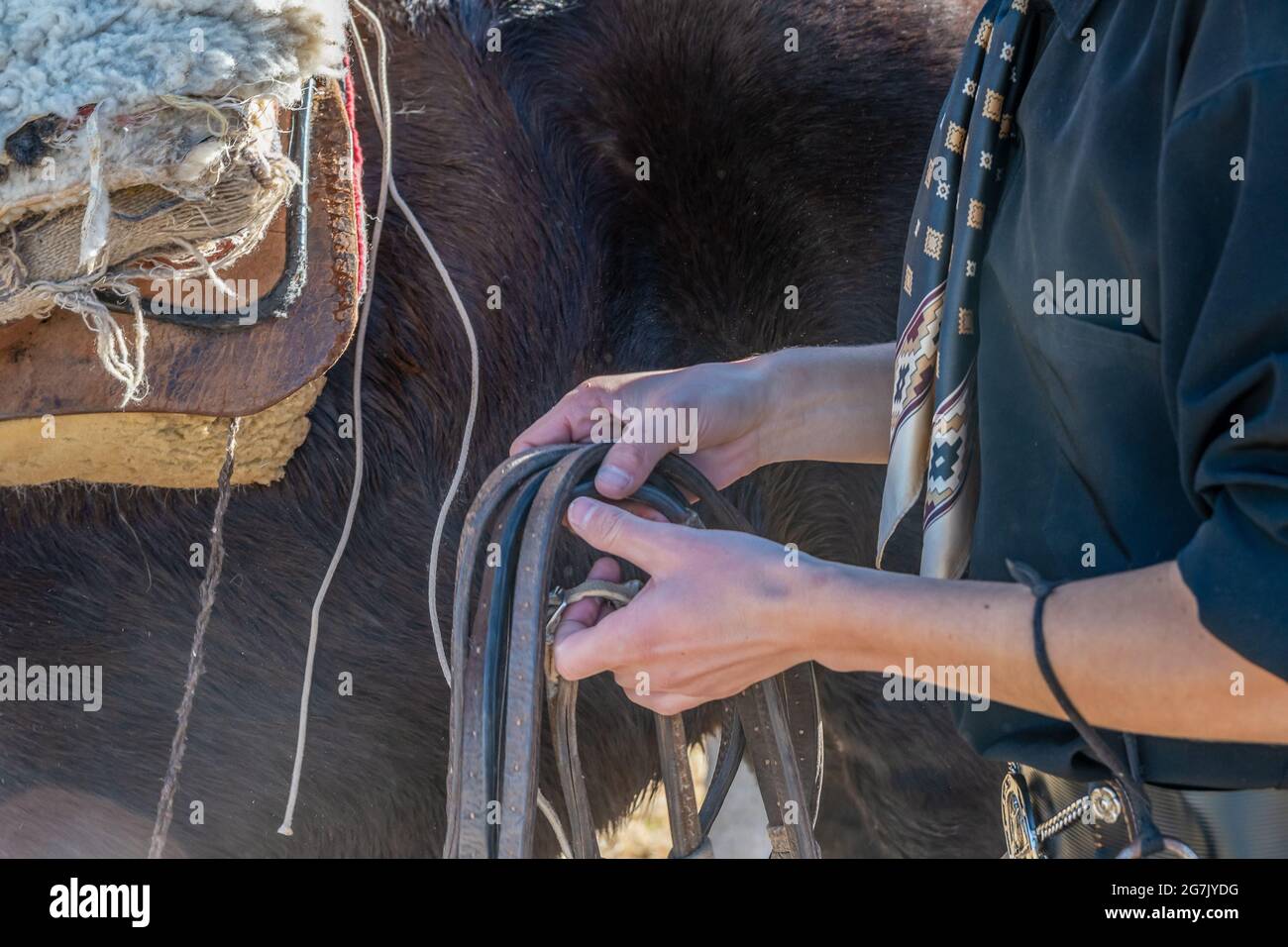 Nahaufnahme eines argentinischen Reiters, der sich darauf vorbereitet, ein Pferd in einem Fiel zu reiten Stockfoto
