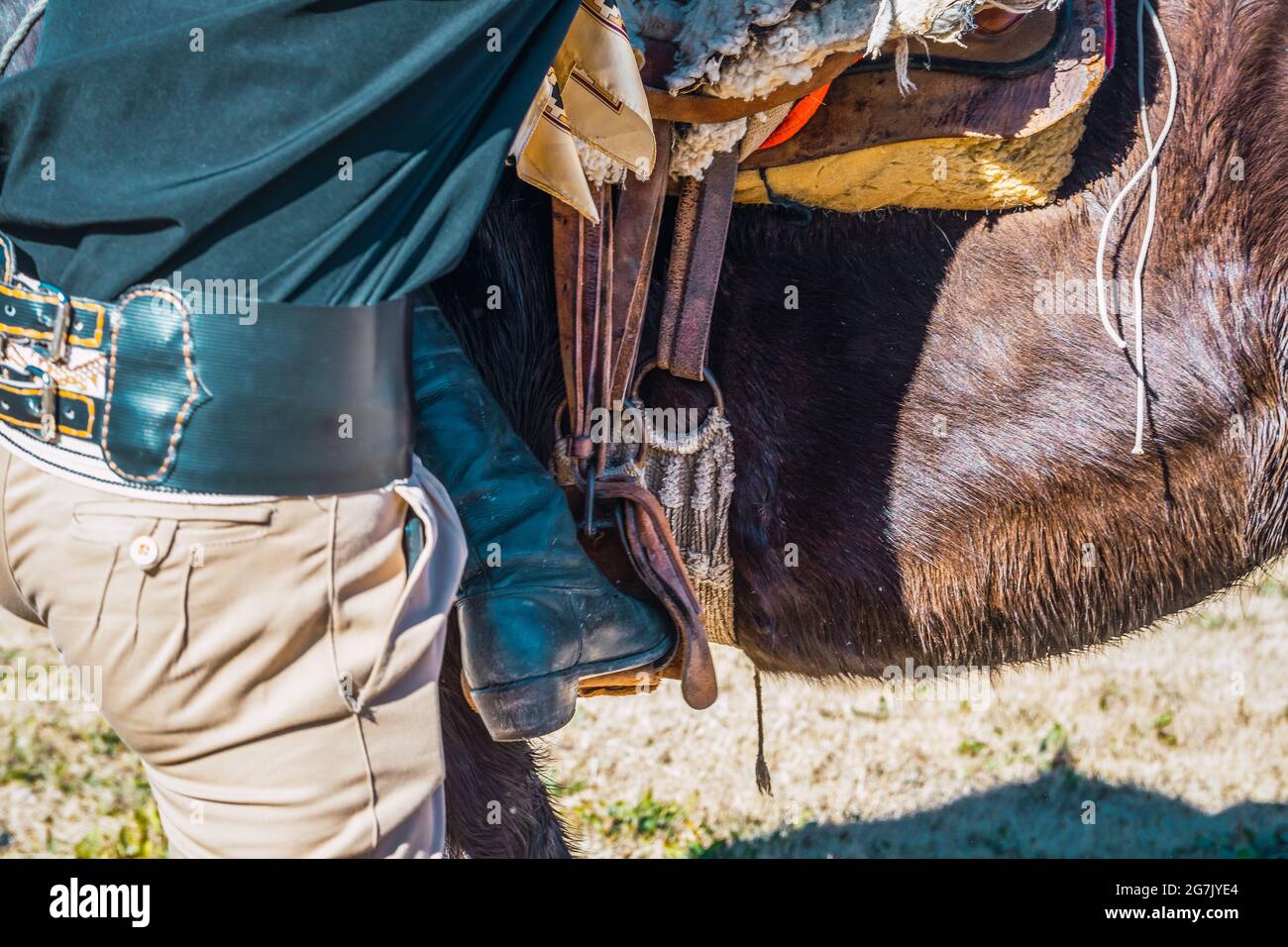 Nahaufnahme eines argentinischen Reiters, der sich darauf vorbereitet, ein Pferd auf einem Feld zu reiten Stockfoto