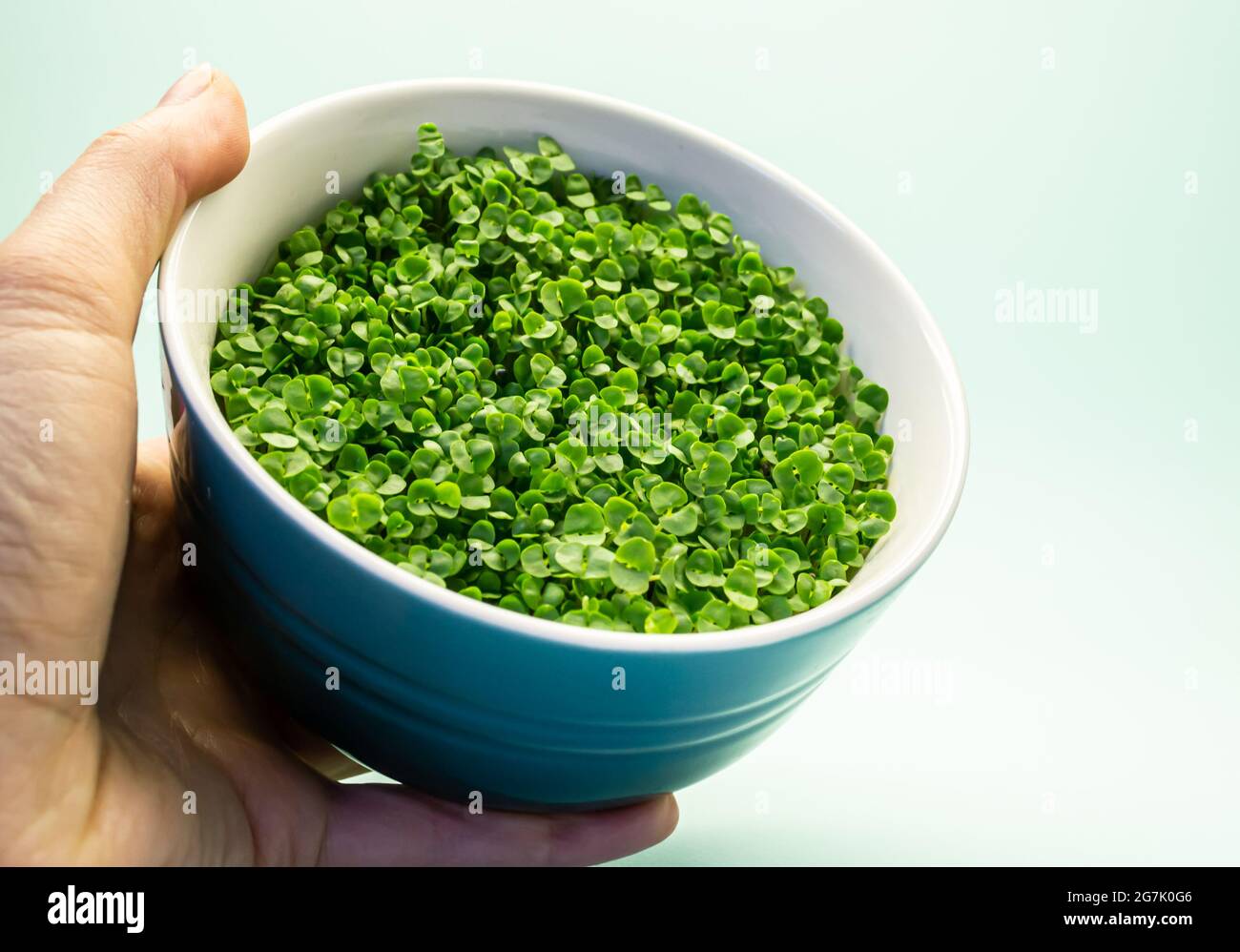 Anbauen von Mikrogrüns zu Hause. Mikrogreens aus gekeimtem Basilikumsamen in menschlichen Händen. Gesunde Ernährung und Vegetarismus Konzept. Stockfoto