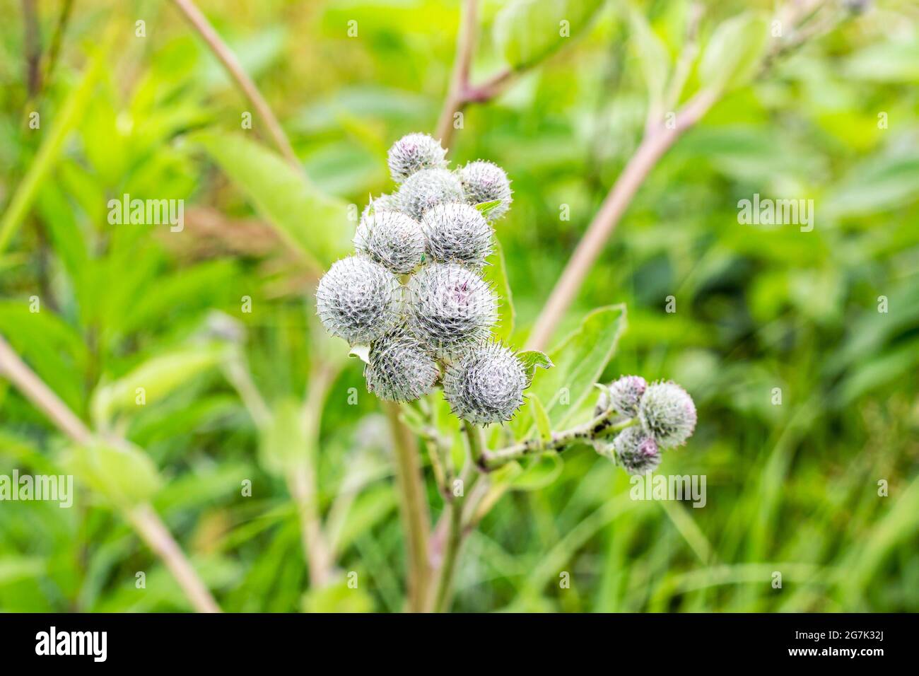 Grüne Blätter und Blüten eines wilden Großburdocks (Arctium lappa) im Sommer auf der Wiese. Stockfoto
