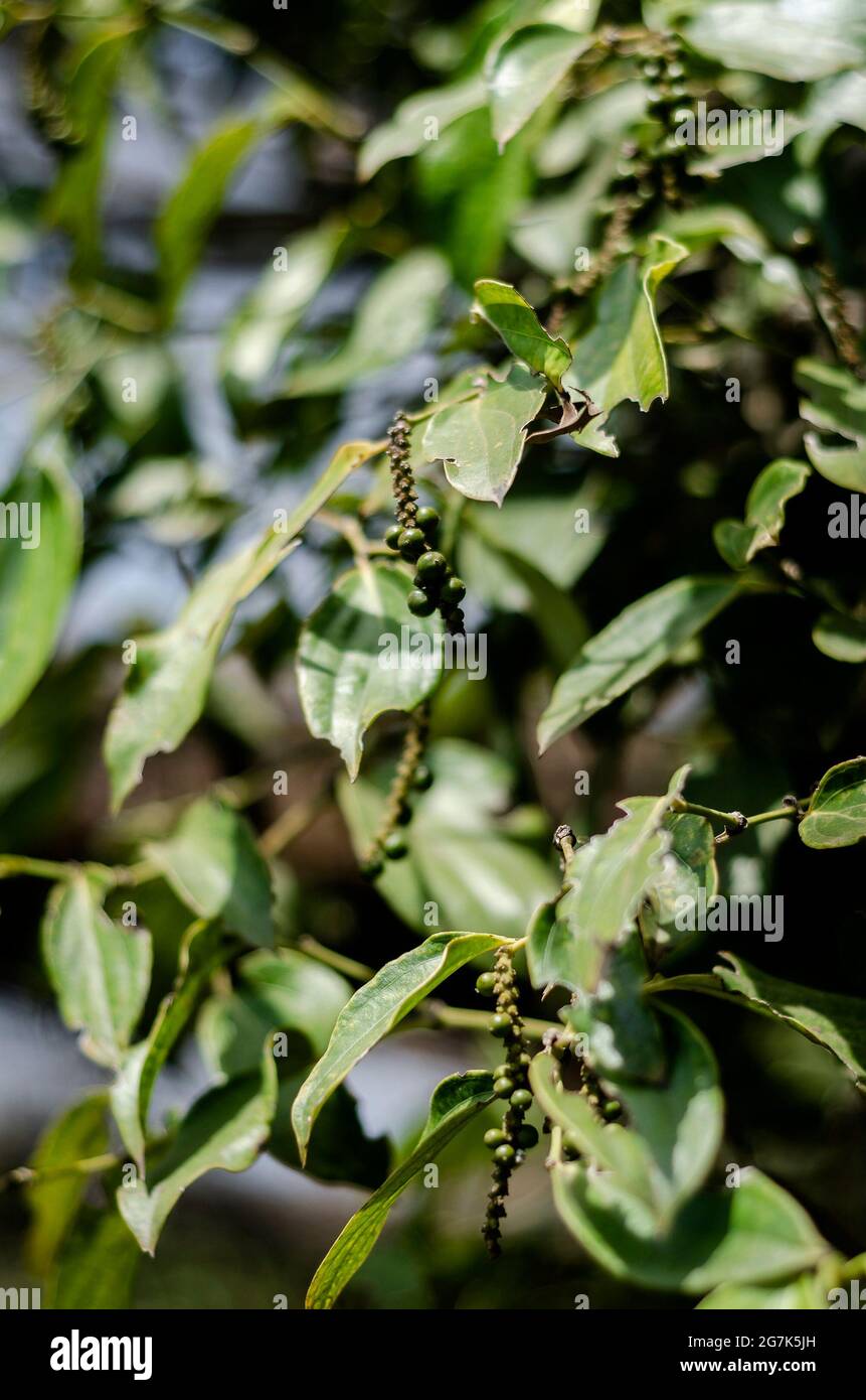 peppercorn pod close-up wächst in Bio-Pfefferfarm in kampot kambodscha Stockfoto