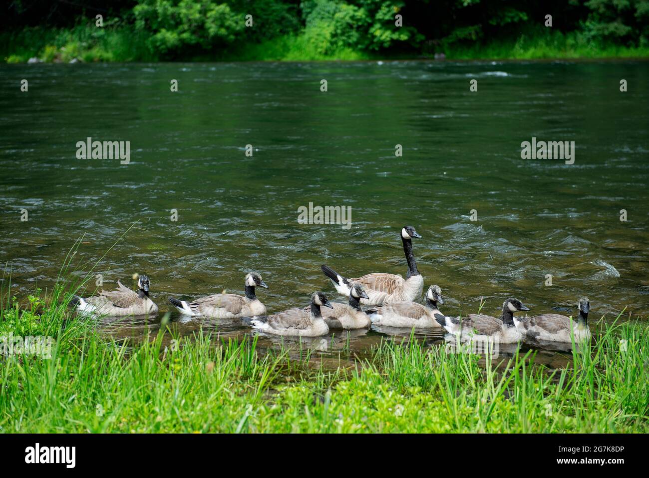 Eine Familie kanadischer Gänse, die im North Santiam River, Oregon, schwimmen Stockfoto