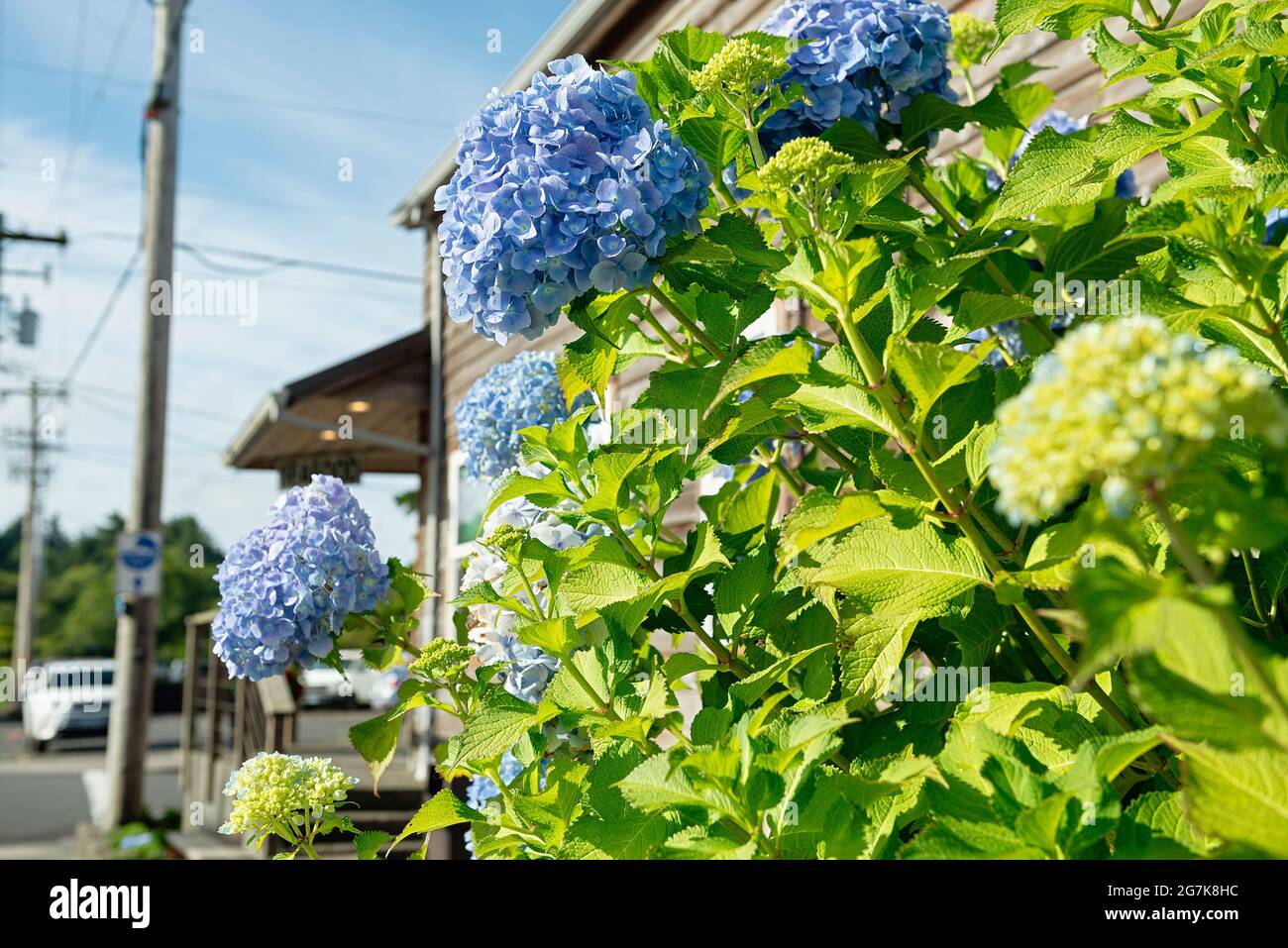 Blue Hydrangea am Cannon Beach, Oregon Stockfoto