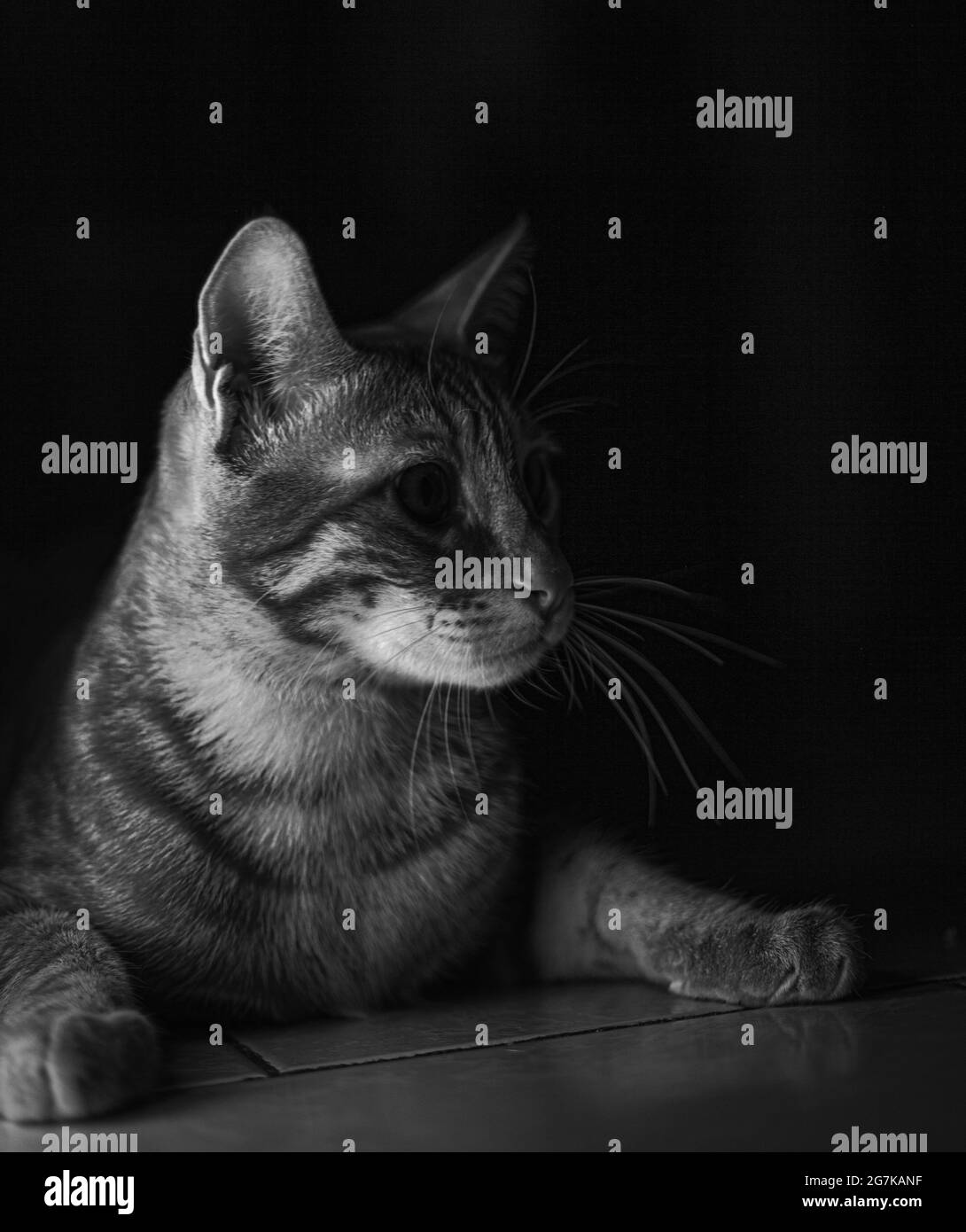 Vertikale Graustufenaufnahme einer verängstigten, tabby Katze, die sich im Haus versteckt und sich alarmiert umsieht Stockfoto