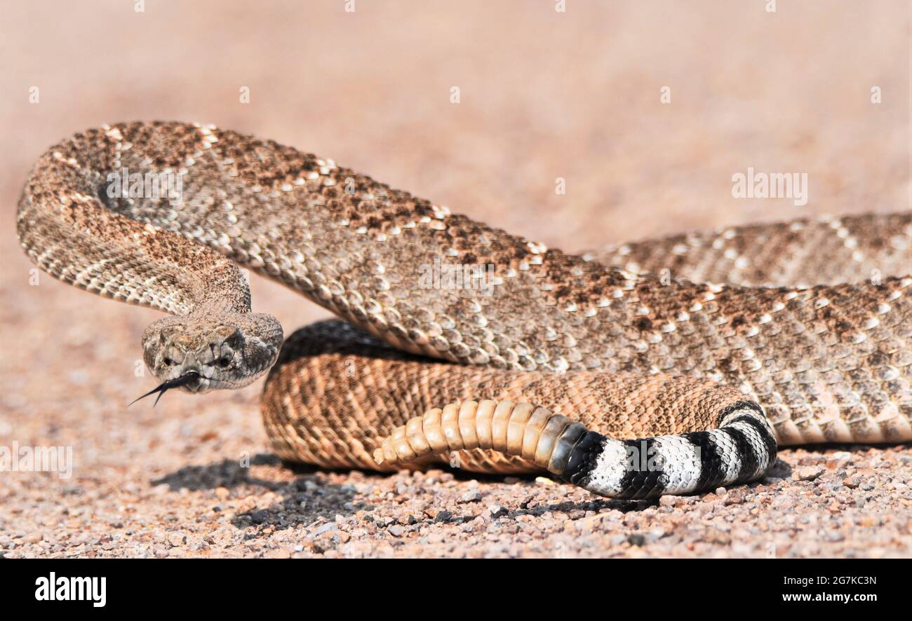 Western Diamond Back Rassel Snake Stockfoto