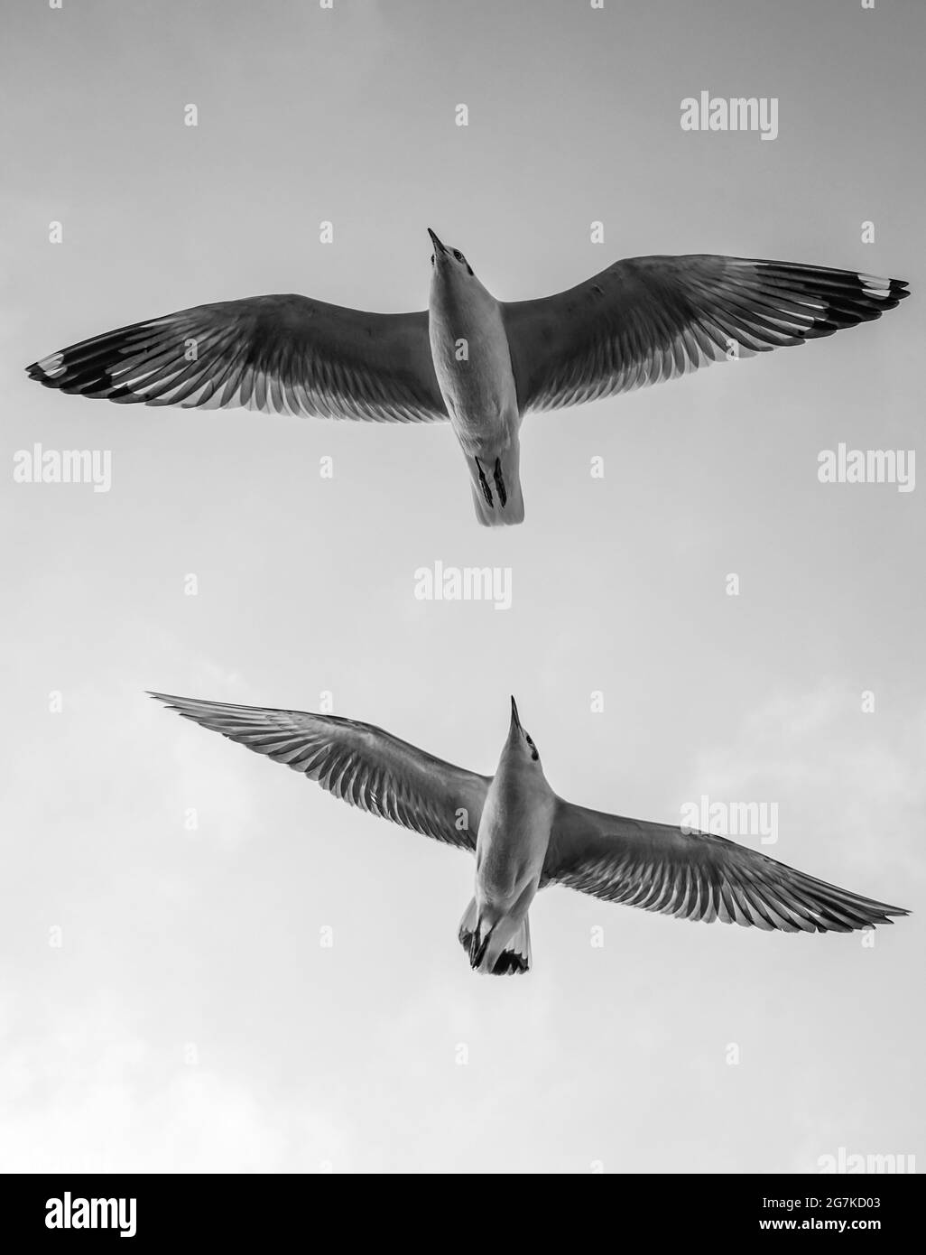 Möwe fliegt in Inle Lake Myanmar Stockfoto