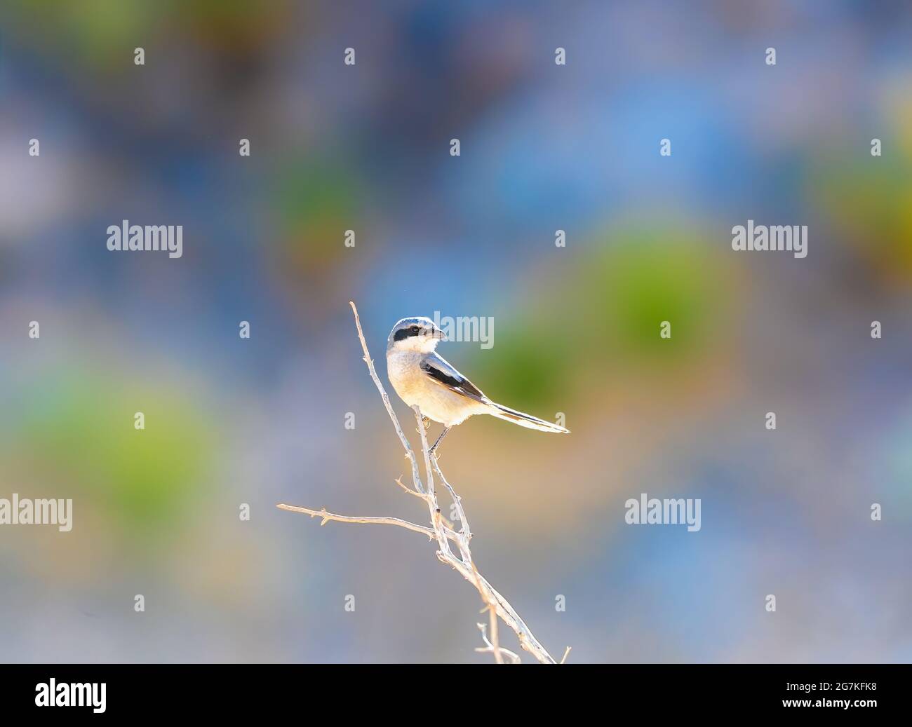 Karettschwürger ist ein singbird mit den Gewohnheiten eines Greifvogels Stockfoto