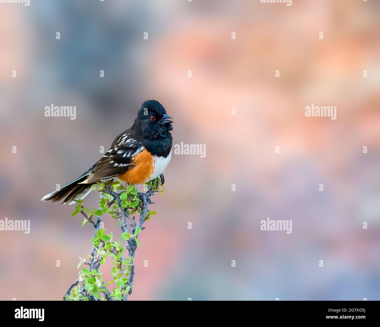 Spotted Towhee ist eine kleine Eule, die im tropischen Asien vom indischen Festland bis nach Südostasien brütet. Stockfoto