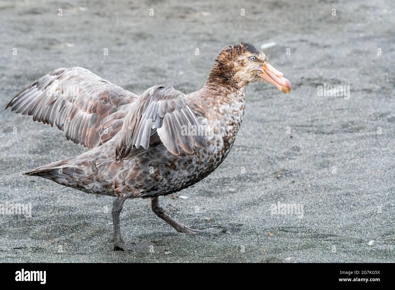 Southern Giant Petrel auch bekannt als antarktischer Riesensturmläufer, Riesenfulmar, Stinker und Stinkpot Stockfoto