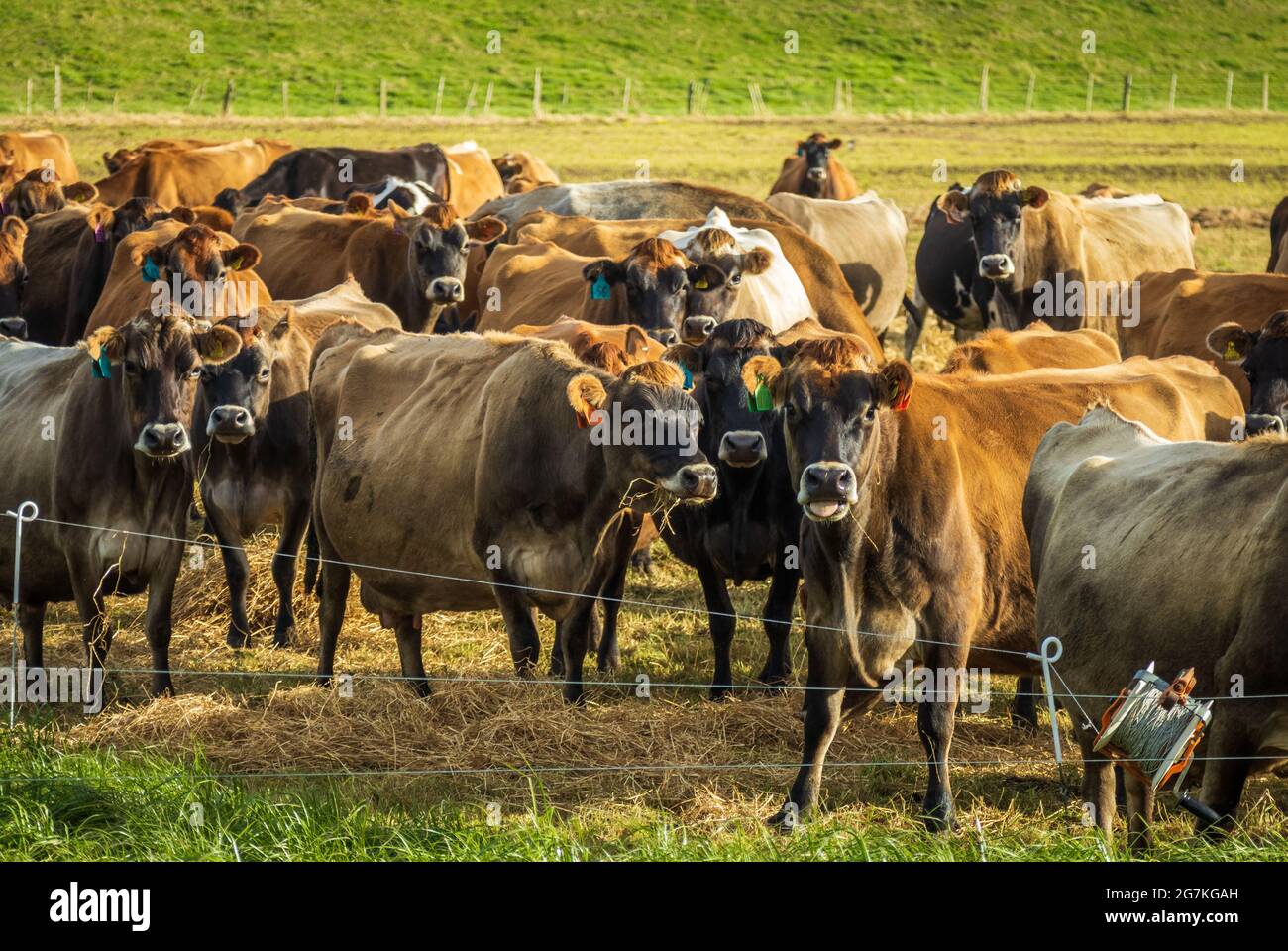 Herde neuseeländischer Milchkühe mit trockenem Heu und etwas grünem Gras. Stockfoto