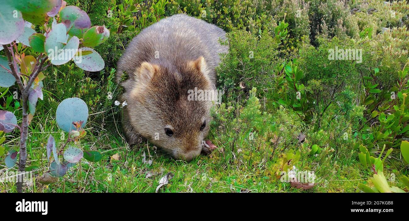 Wombat ist ein kurzbeiniges, muskulöses vierbeiniges Beuteltierchen, das in Australien beheimatet ist Stockfoto