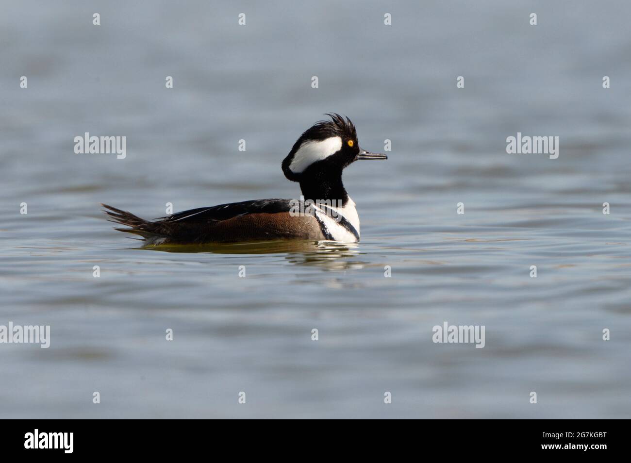 Wasserspiegel Porträt von Kapuzen Merganser drake in Sonnenlicht auf einem Teich mit einem sauberen Hintergrund von blauem Wasser. Stockfoto