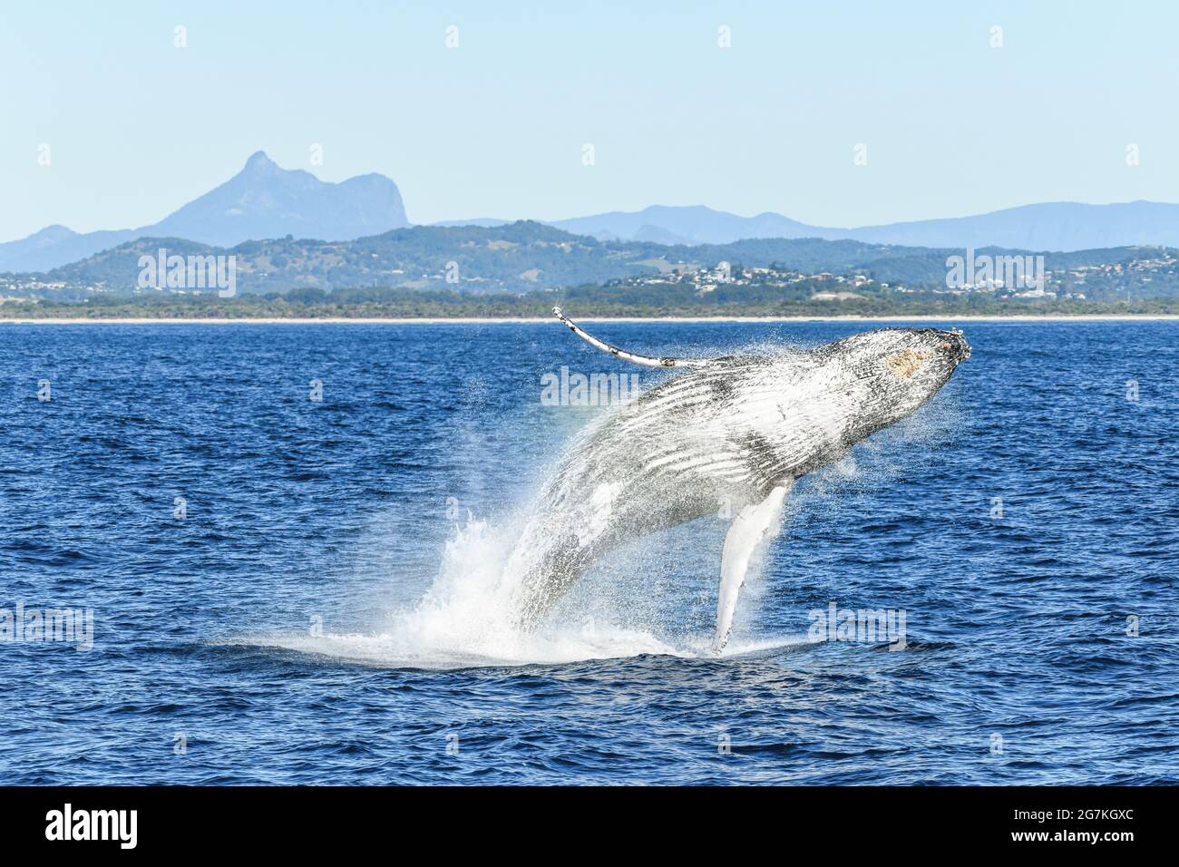 Wale brechen, zeigen seinen Bauch, mit den Bergen im Hintergrund. Stockfoto