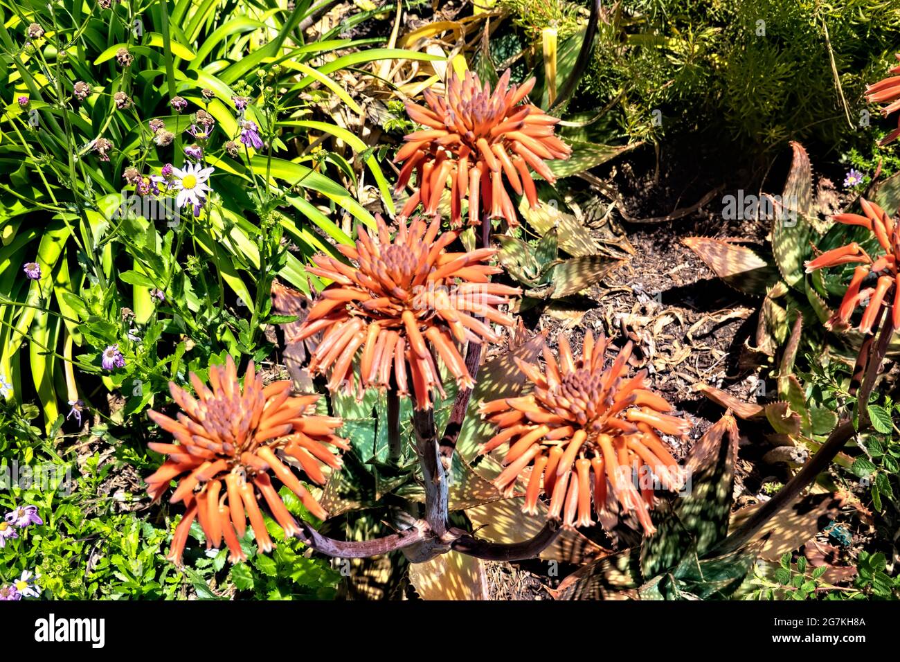 Südafrikanische Seife Aloe (Aloe saponaria), botanischer Garten, San Francisco, Kalifornien, USA Stockfoto