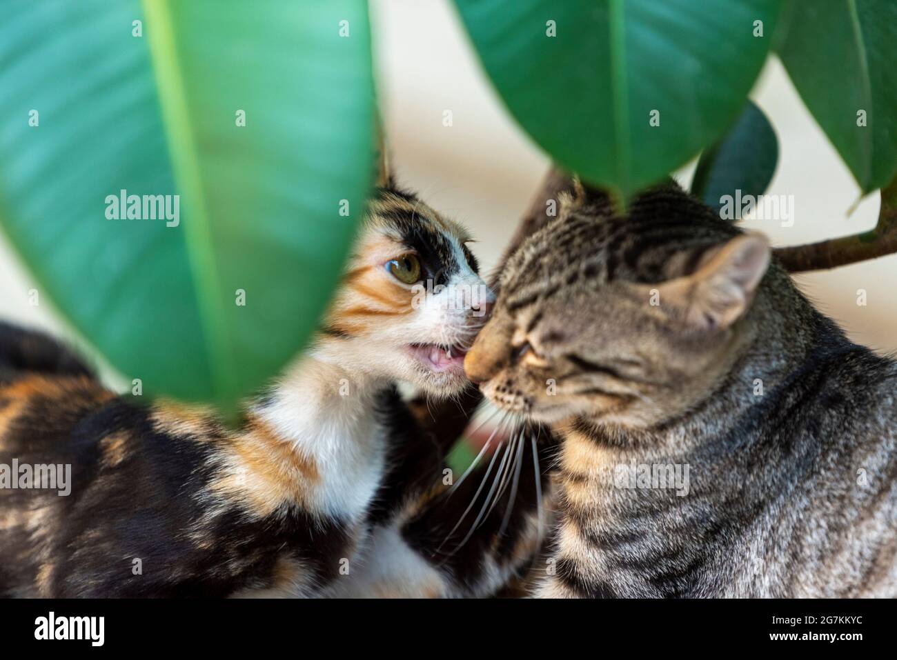 Zwei niedliche Kätzchen, Bruder und Schwester, spielen in einem Blumentopf, Mädchen küssen Jungen Stockfoto