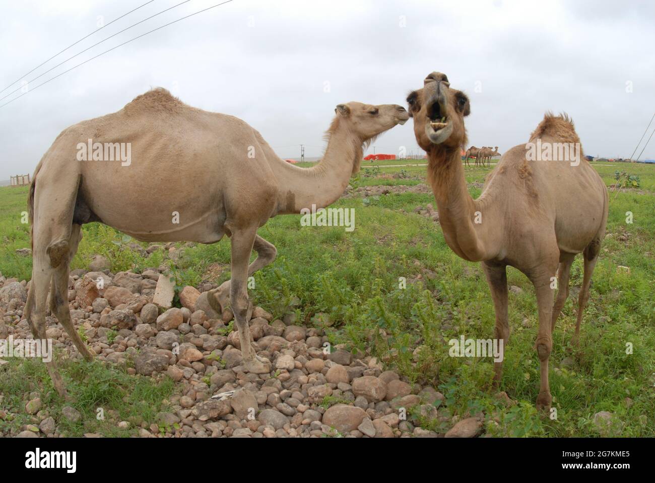 Tiere. Kamel im Süden von Oman, Salalah. Kamele aus dem Nahen Osten Arten von großen, wiederkäuenden, huferigen Säugetieren, die für ihre Fähigkeit, lange Zeit zu gehen, bekannt sind Stockfoto