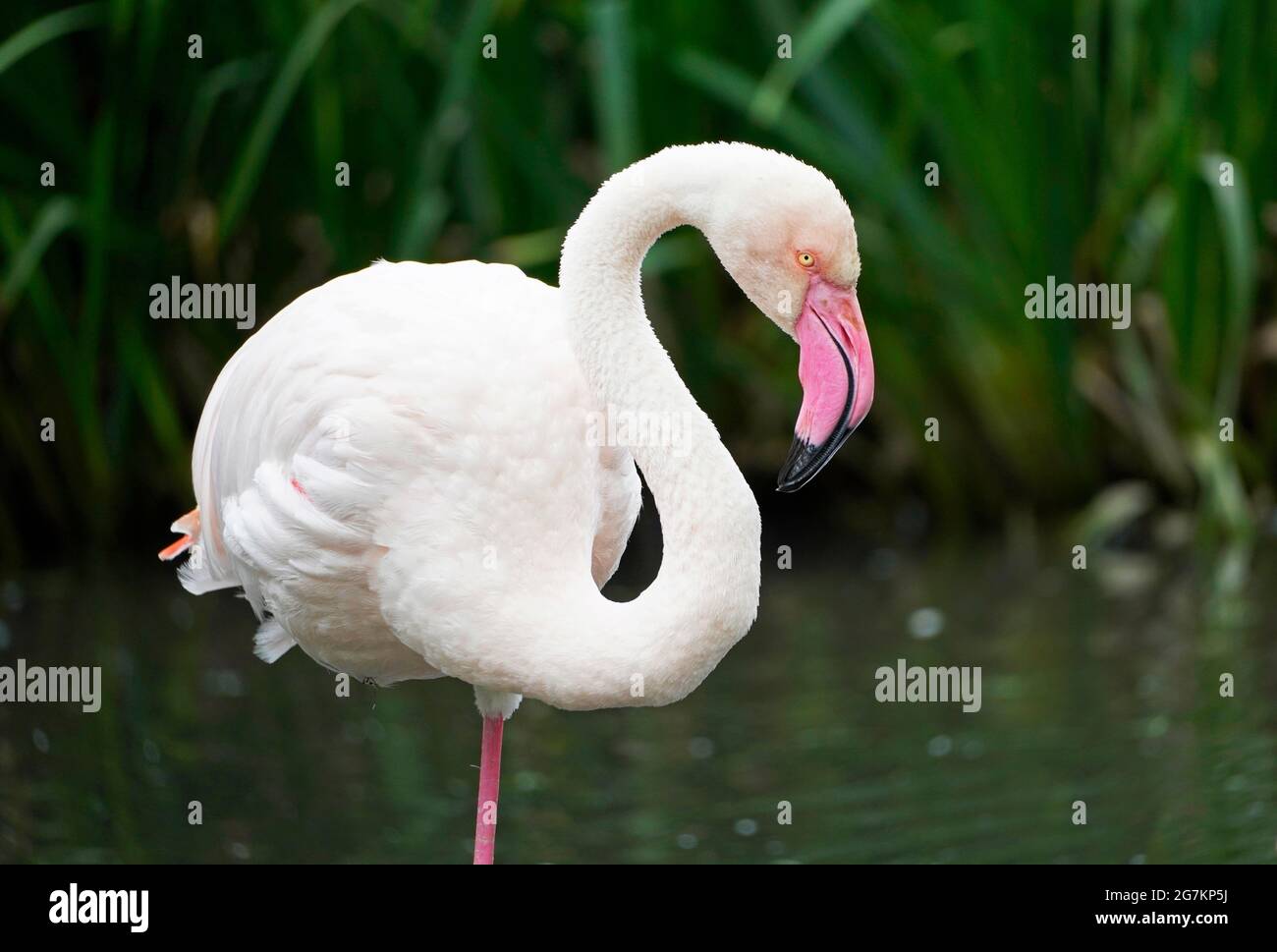 Porträt eines rosa Flamingos vor einem grünen natürlichen Hintergrund. Phoenicopteridae. Stockfoto