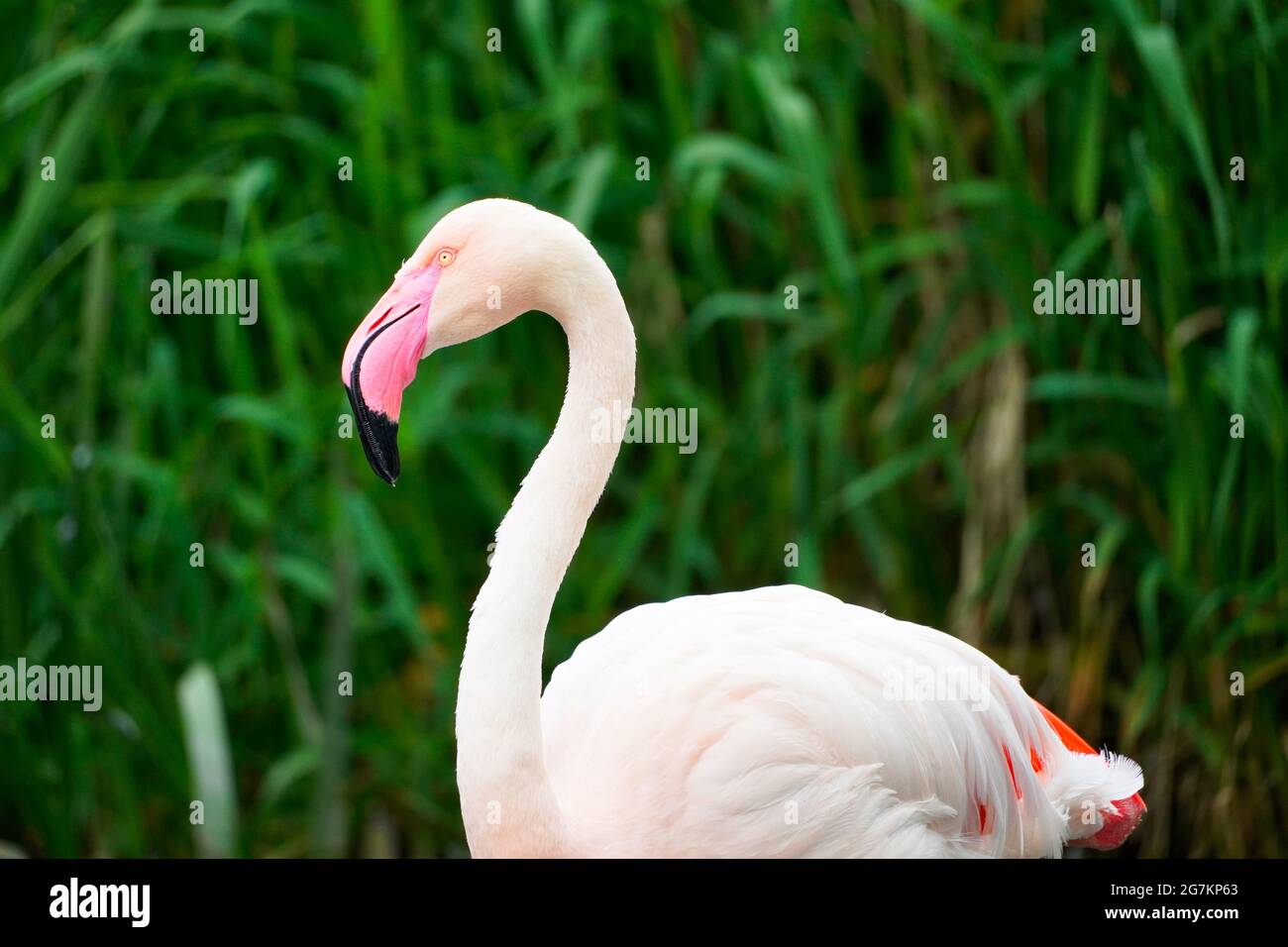 Porträt eines rosa Flamingos vor einem grünen natürlichen Hintergrund. Phoenicopteridae. Stockfoto