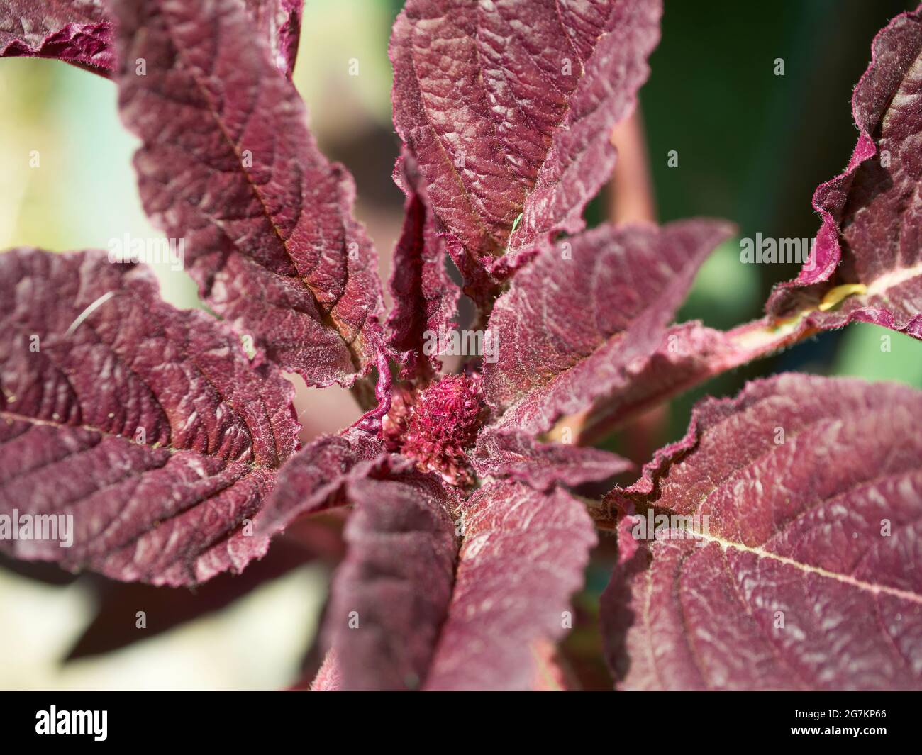 Amaranth-Pflanze, Nahaufnahme. Eine Pflanze mit karmesinroten Blättern. Stockfoto