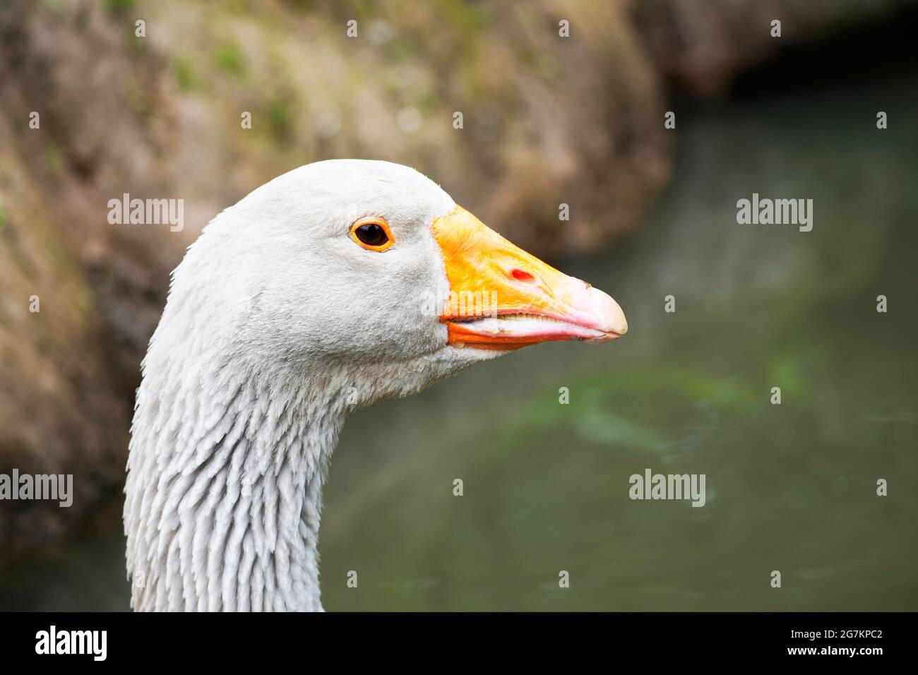 Seitenportrait einer grauen Gans mit orangefarbenem Schnabel. Vogel in Nahaufnahme. Stockfoto