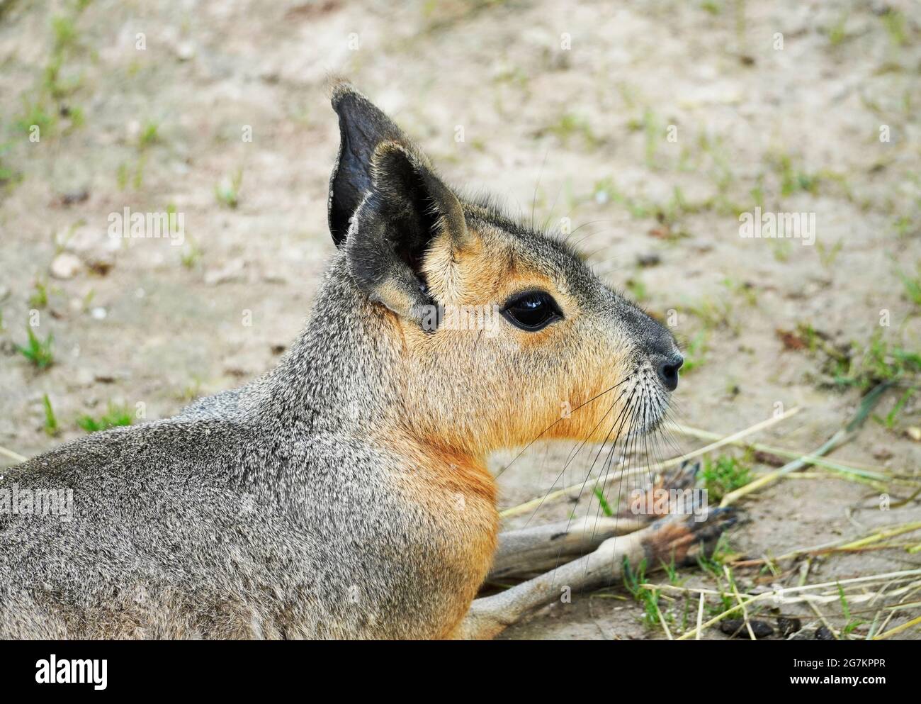 Porträt der Patagonischen Mara. Dolichotis patagonum. Großer Hase mit braunem Fell. Stockfoto