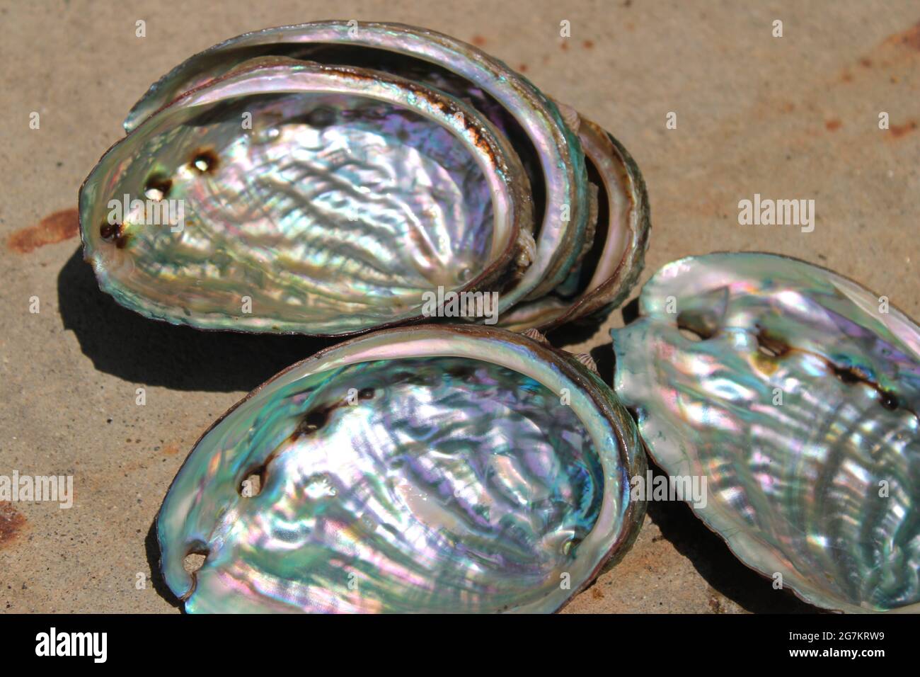 Abalone-Muscheln, die glänzendes Interieur offenbaren Stockfoto