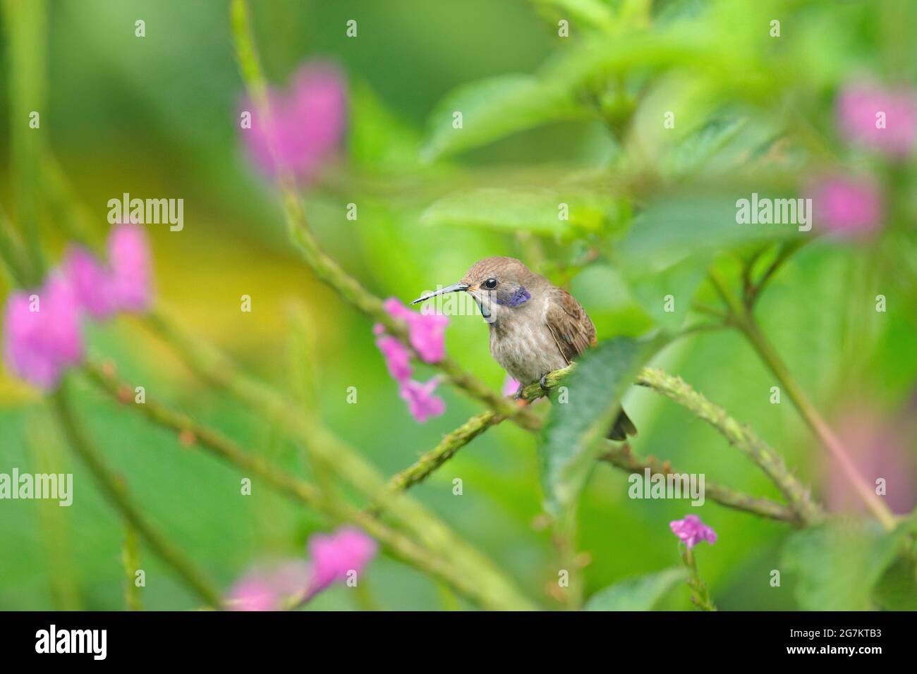 Vogel mit rosa Blume. Kolibris Braun Violett-Ohr, fliegen neben schönen violetten Blüte, schön blühenden grünen Hintergrund. Vögel in der Natur Gewohnheit Stockfoto