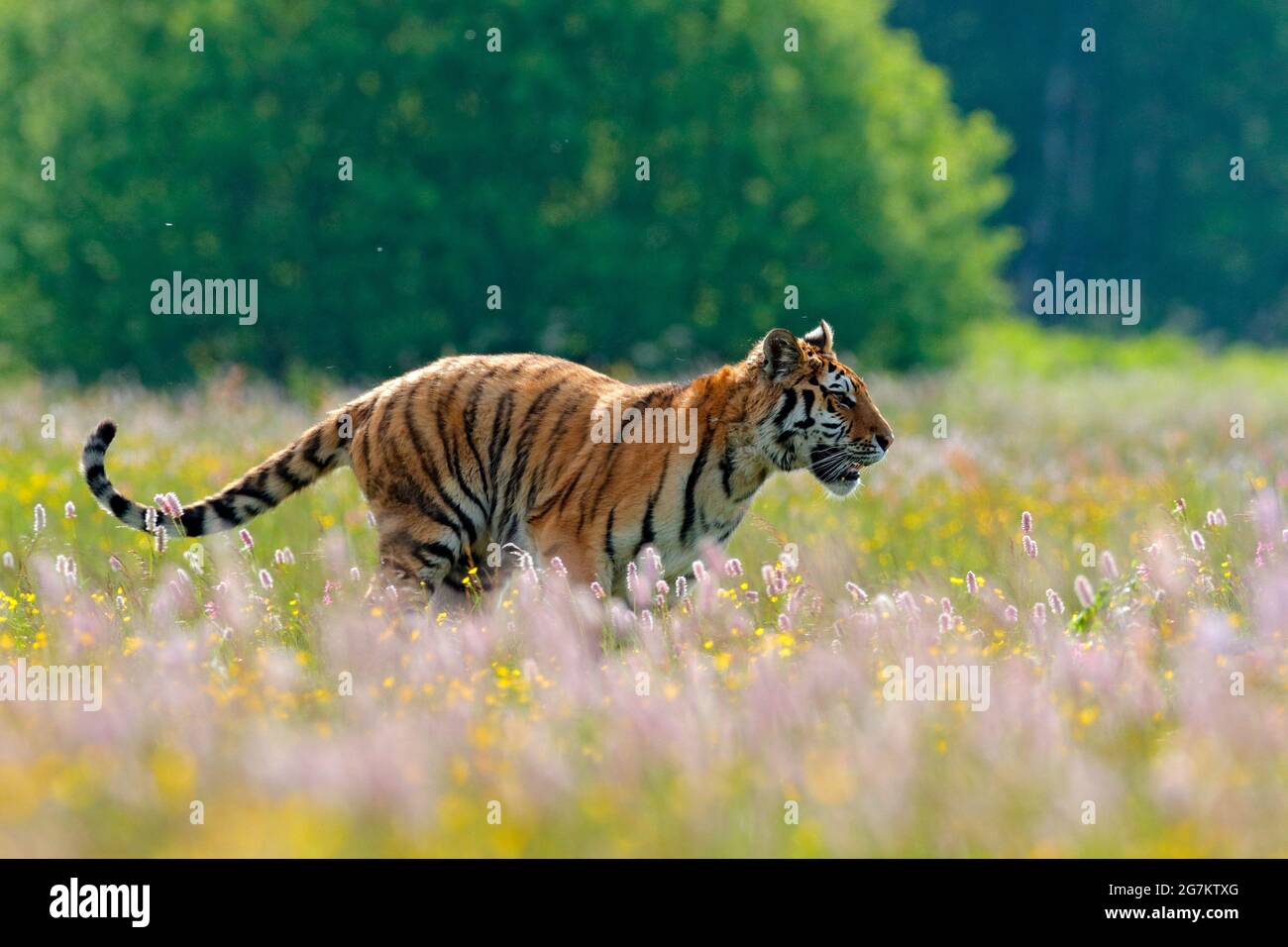 Sommertag in der Taiga. Tiger mit rosa und gelben Blüten. Amur Tiger läuft im Gras. Blühende Wiese mit gefährlichen Tieren. Wildtiere aus dem Frühling, Stockfoto