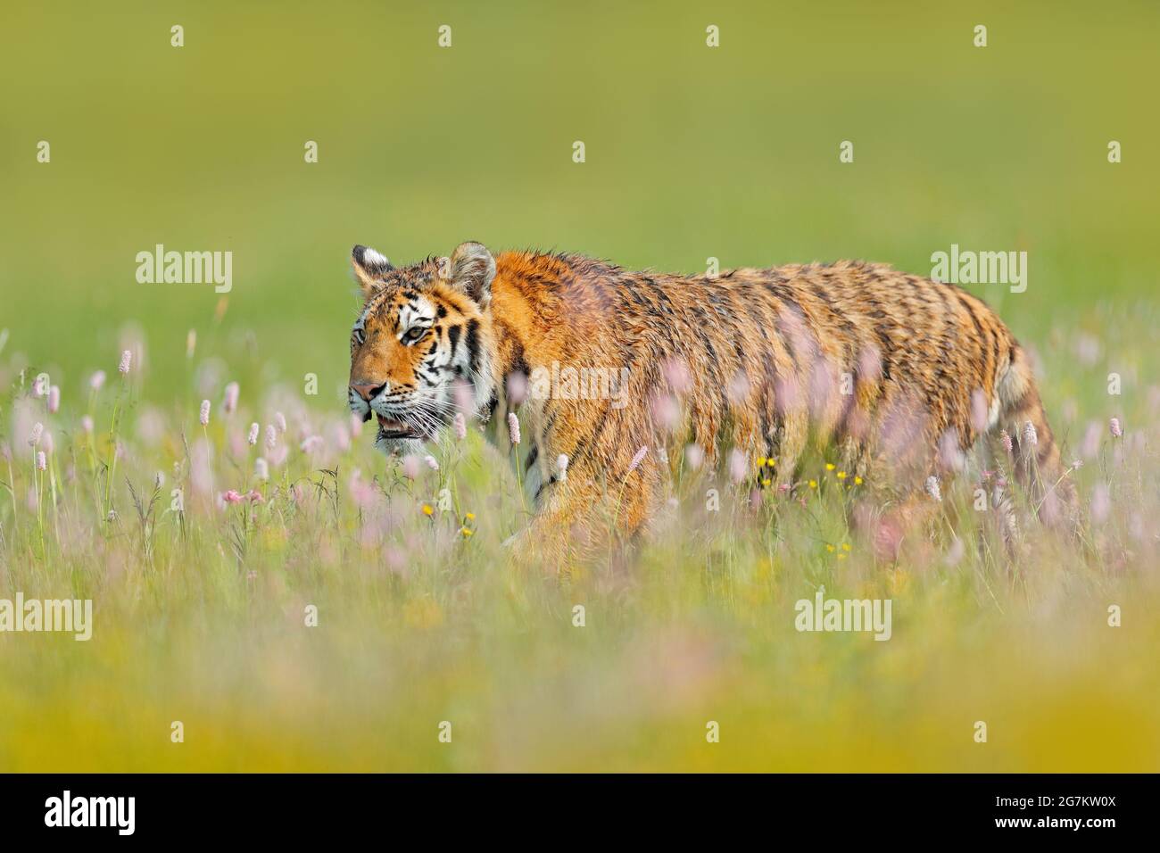Tiger mit rosa und gelben Blüten. Amurtiger sitzt im Gras. Blühende Wiese mit gefährlichen Tieren. Wildtiere aus dem Sommer Russland. Stockfoto