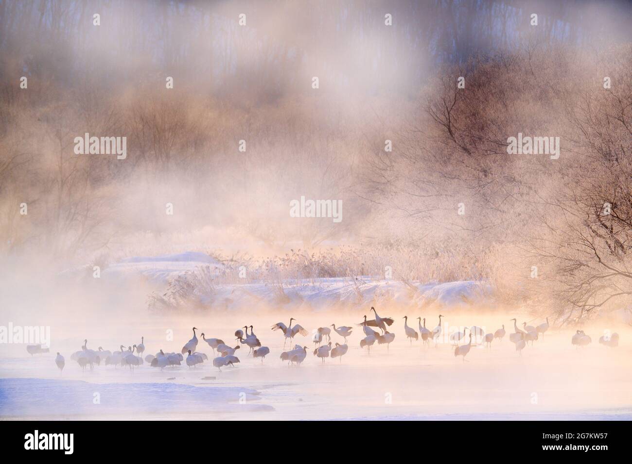 Wildtierszene, verschneite Natur. Brückenkrane. Otowa Winter Japan mit Schnee. Vögel im Fluss mit Nebel. Hokkaido, kaltes Japan. Rot-gekrönte Kraniche in der wa Stockfoto