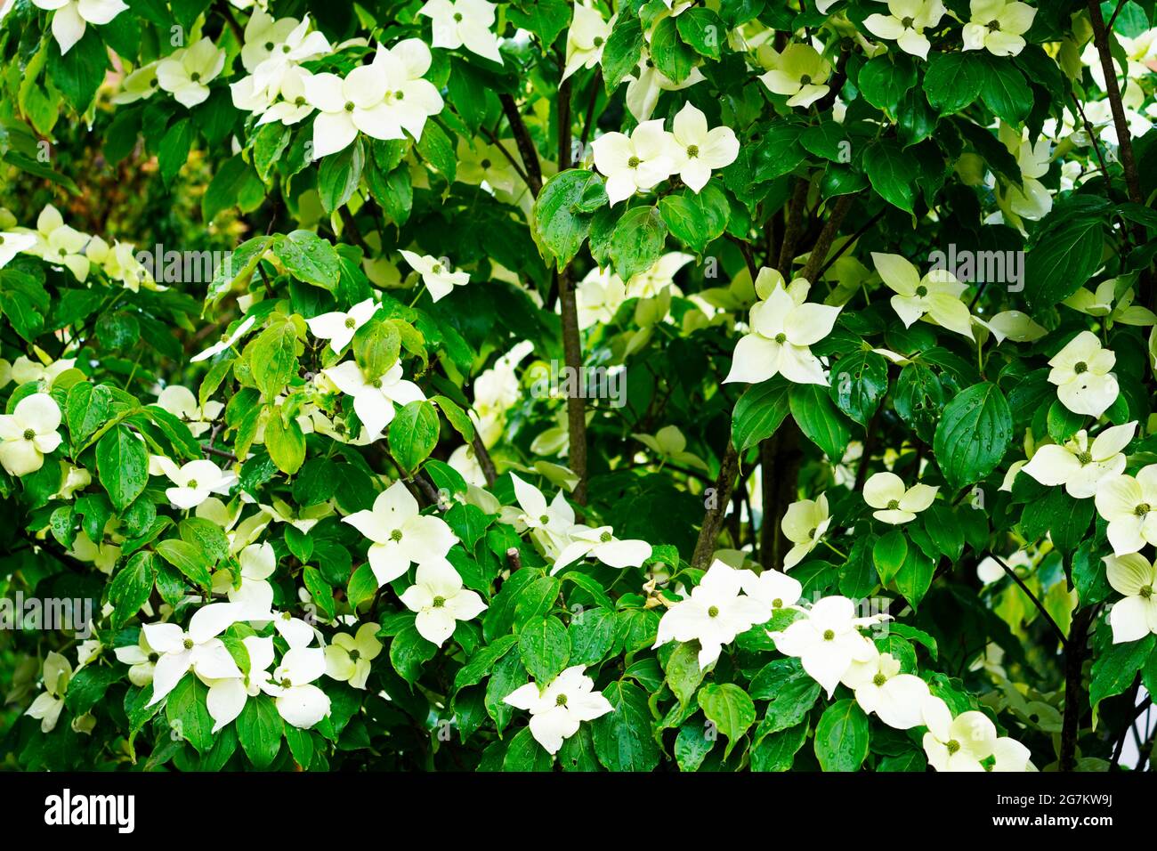 Nahaufnahme von weißen Dogwood-Blumen. Floraler Hintergrund. Cornus. Stockfoto