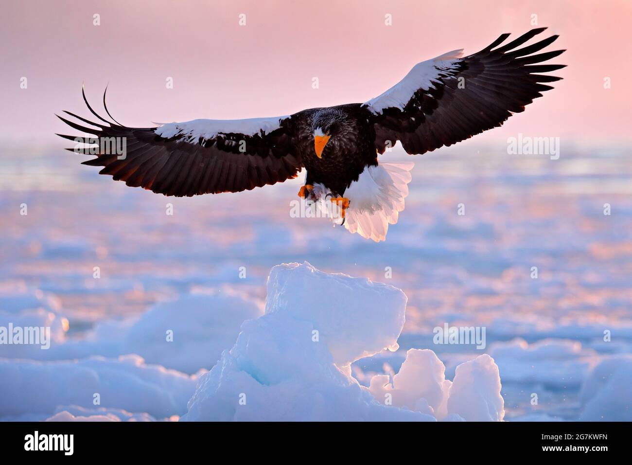 Winter Sonnenaufgang mit Adler. Stellers Seeadler, Haliaeetus pelagicus, Morgendämmerung, Hokkaido, Japan. Adler schwimmt im Meer auf Eis. Wildlife-Beobachten Stockfoto