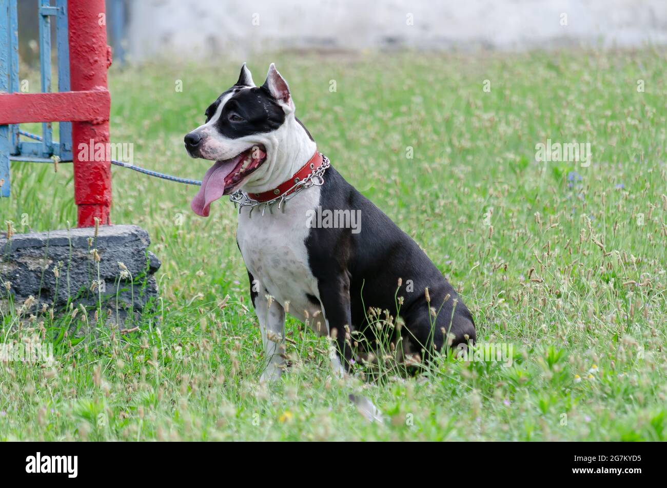 Ein amerikanischer Staffordshire Terrier, der auf grünem Gras sitzt. Ein erwachsenes Weibchen von schwarz-weißer Farbe ruht mit der Zunge nach außen. Hund ist an roten Pfosten gebunden. Stockfoto