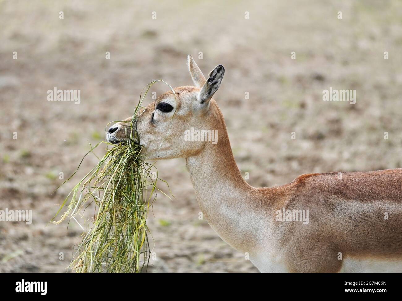 Seitliche Nahaufnahme des Impala, der Gras frisst. Afrikanische Antilope. Aepyceros. Stockfoto