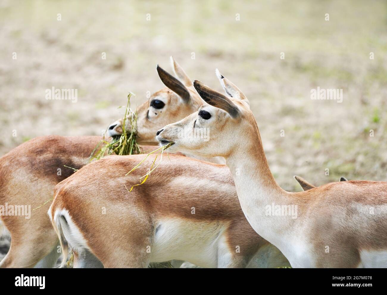 Zwei Impalas fressen Gras. Afrikanische Antilope. Aepyceros. Stockfoto