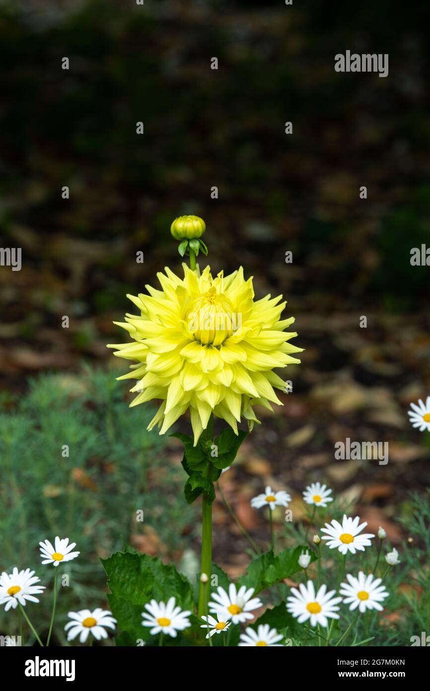 Dahlia Trooper Dan blüht in einem englischen Garten. VEREINIGTES KÖNIGREICH Stockfoto