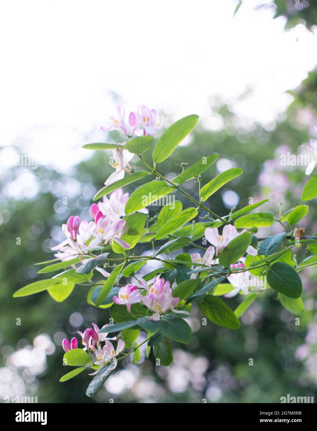 Lonicera caprifolium, der italienische woodbine, Perfoliate Honigseim oder Perfoliate woodbine ist eine Art von mehrjährigen Blütenpflanzen der Gattung Loni Stockfoto