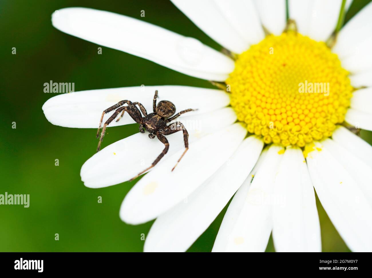 Krabbenspinne auf weißen Blütenblättern. Spinne Nahaufnahme einer Blume in natürlicher Umgebung. Grüner Hintergrund. Thomisidae. Arachnida. Stockfoto