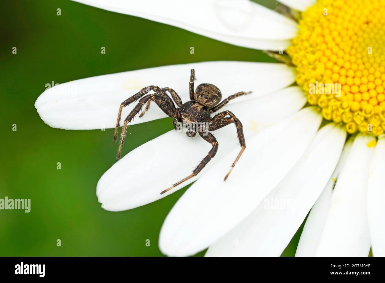 Krabbenspinne auf weißen Blütenblättern. Spinne Nahaufnahme einer Blume in natürlicher Umgebung. Grüner Hintergrund. Thomisidae. Arachnida. Stockfoto