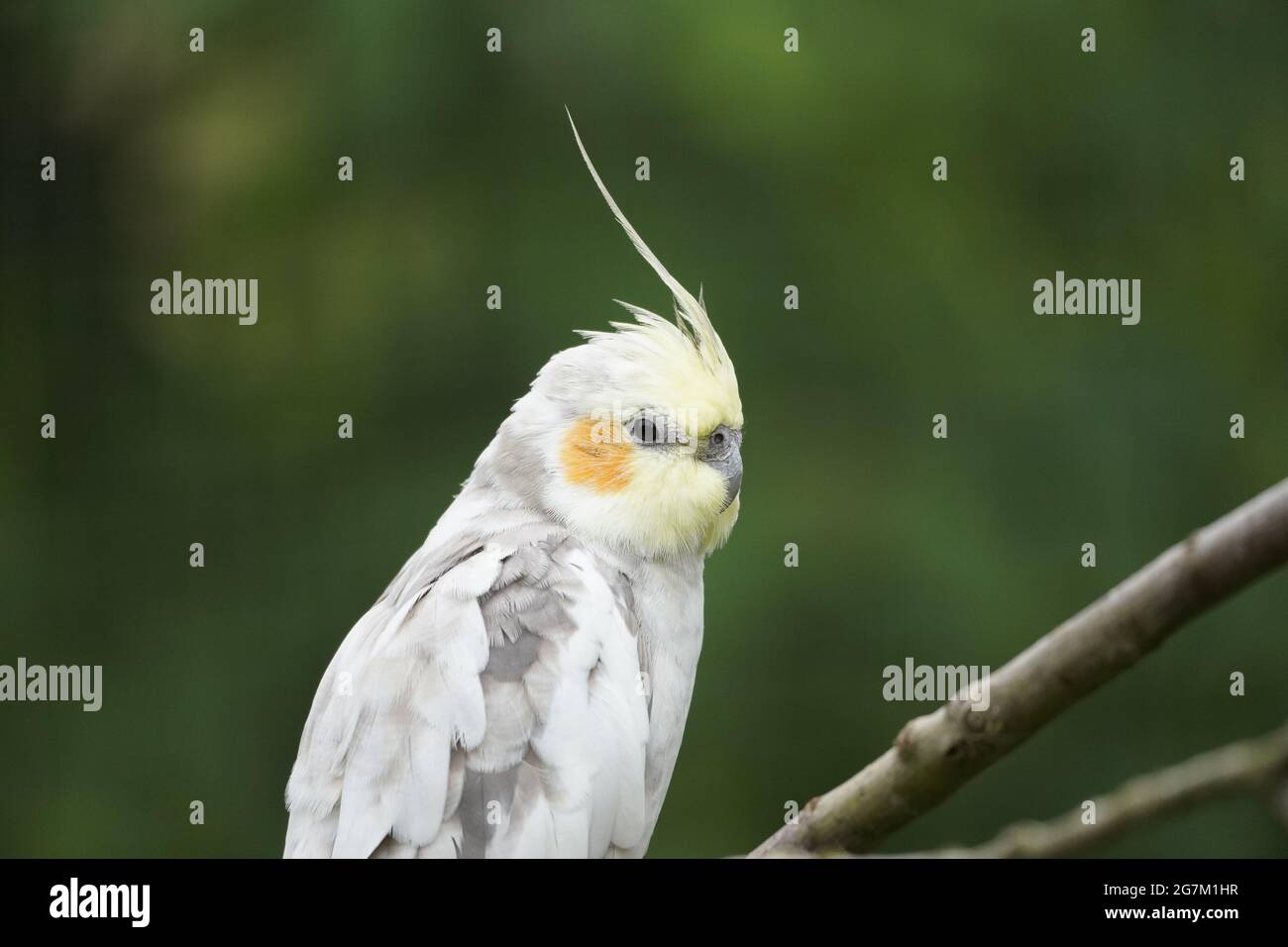 Porträt eines Nymphensittichs vor grünem Hintergrund. Vogel mit gelbem, grauem und weißem Gefieder. Nymphicus hollandicus Stockfoto