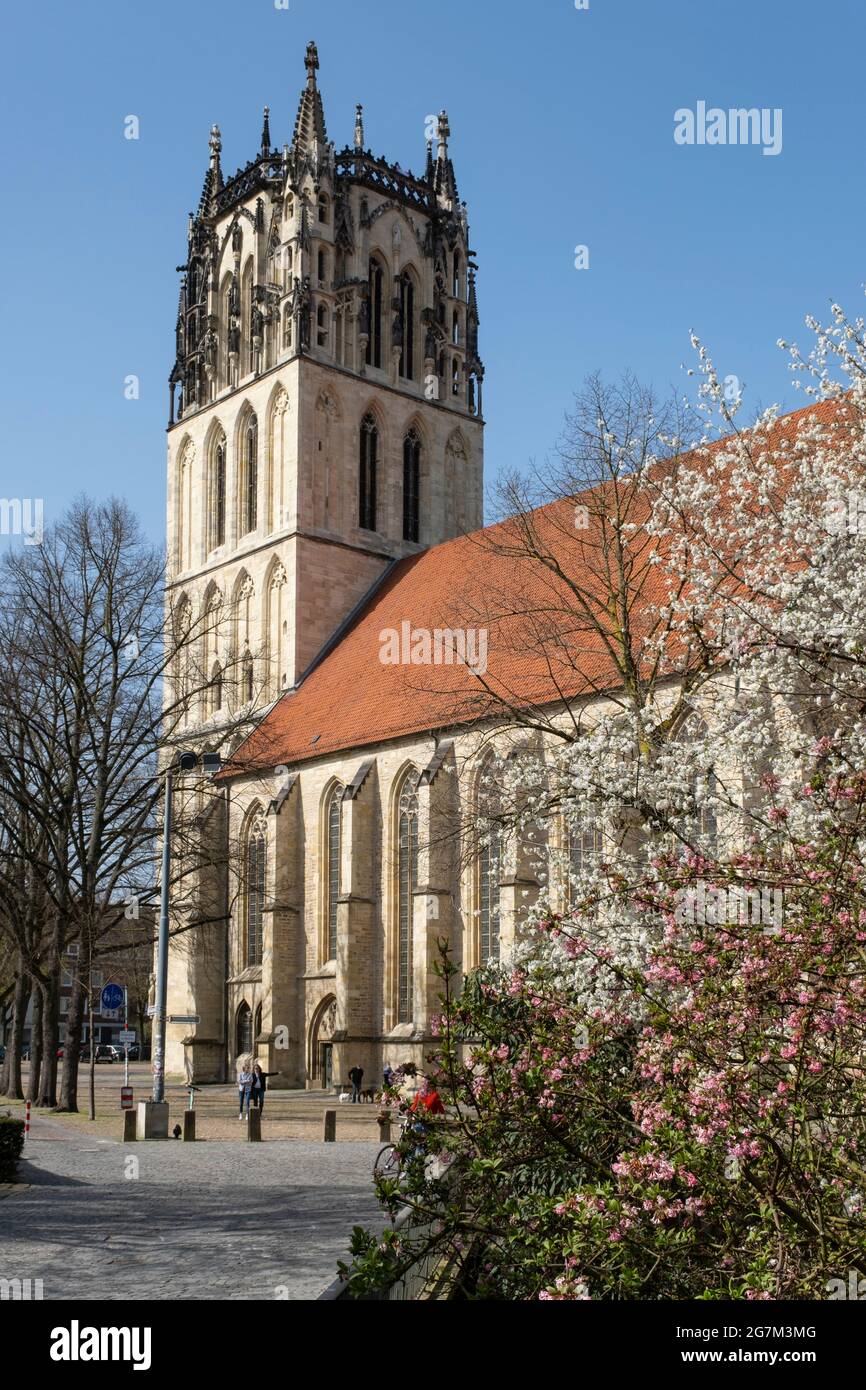 Blütenbaum vor der Liebfrauen-Überwasserkirche, Münster, Nordrhein-Westfalen, Deutschland, Europa Stockfoto