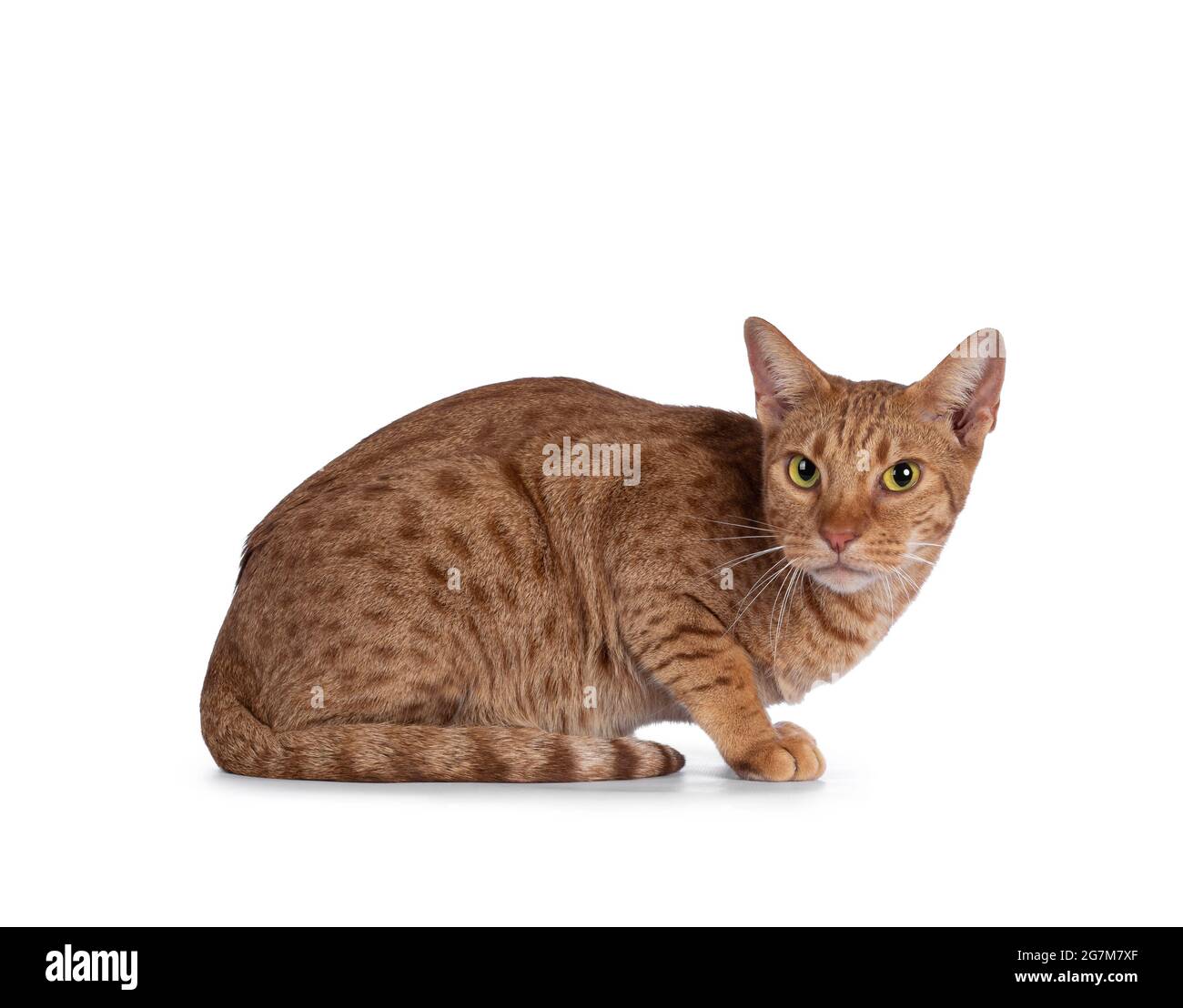 Schöne junge Erwachsene Ocicat Katze, legt sich Seitenwege. Blick auf die  Kamera. Isoliert auf weißem Hintergrund Stockfotografie - Alamy