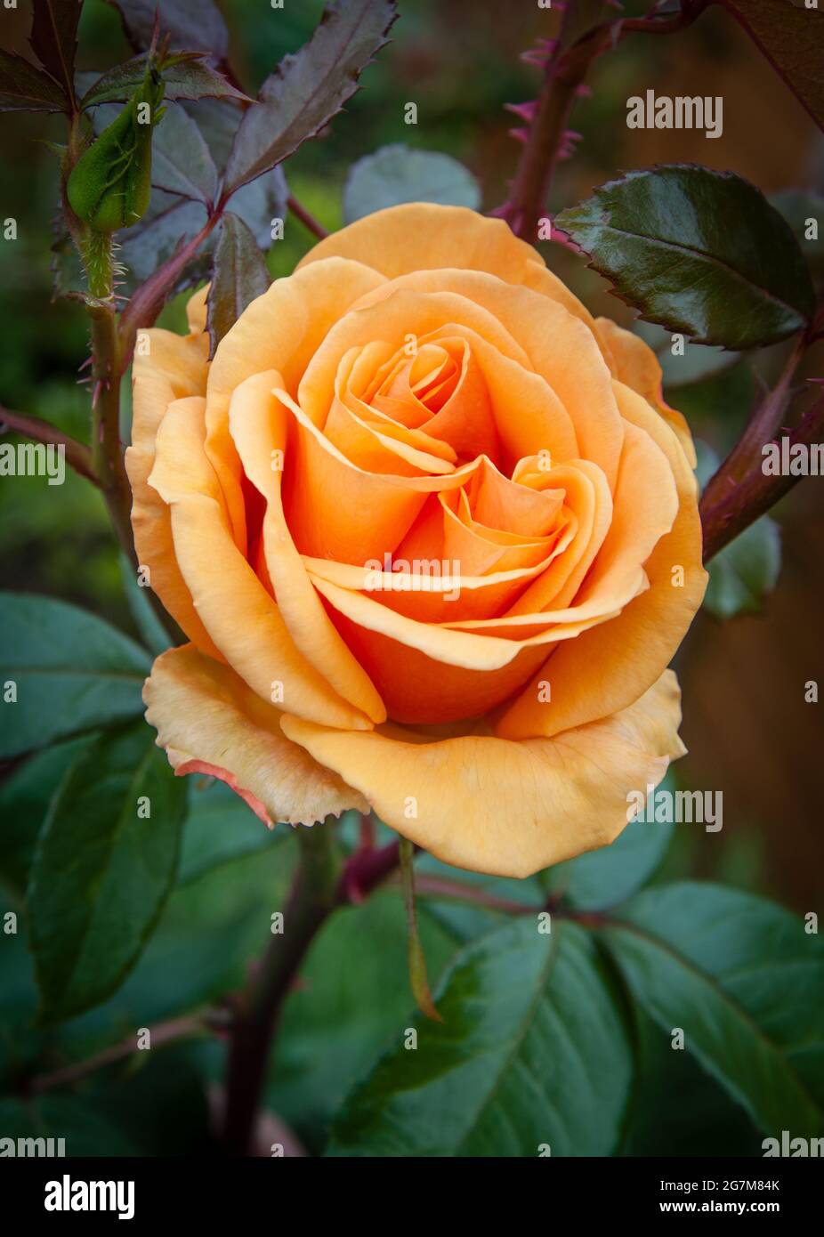 Rose (Rosa). Orange/Gelb. „einfach das Beste“ (Macamster). Hybrid-Tee, Buschrose. Stockfoto
