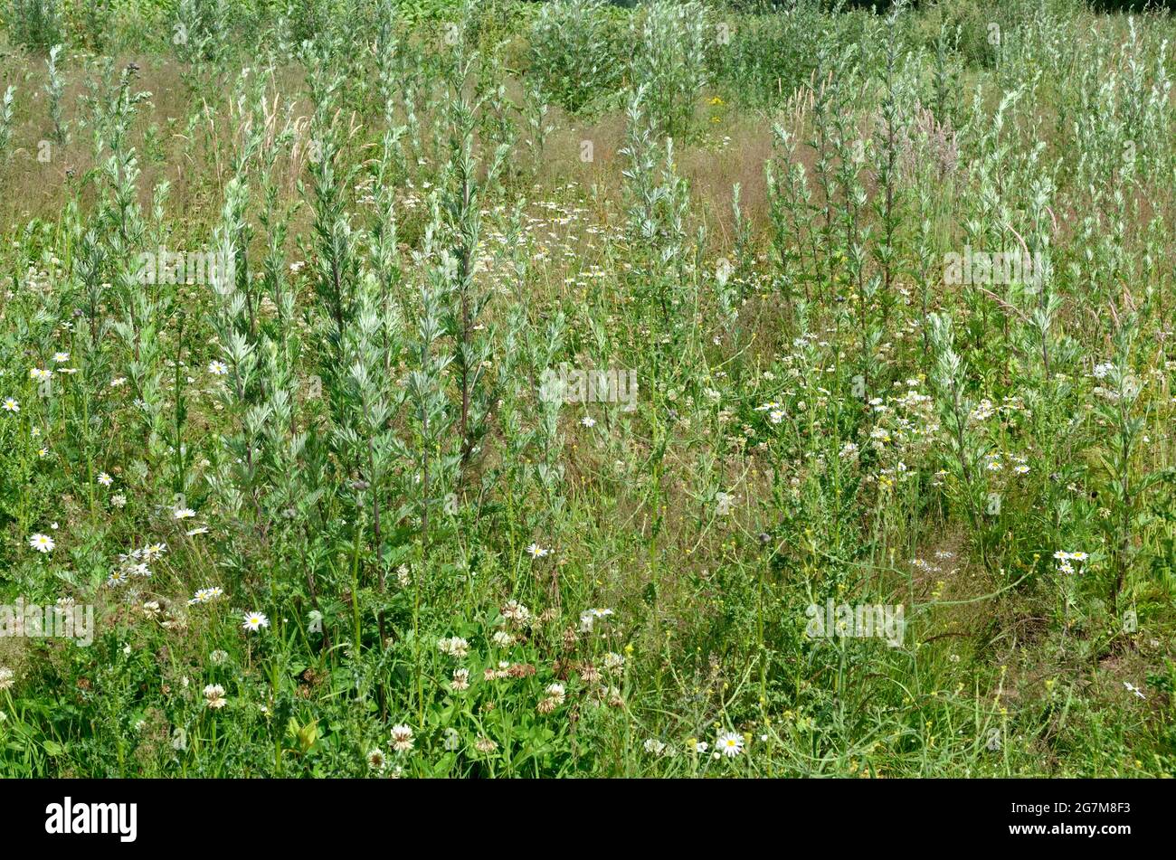 Ackerunkräuter am Rande einer Wiese Futterplatz und Lebensraum für Vögel und Insekten Stockfoto