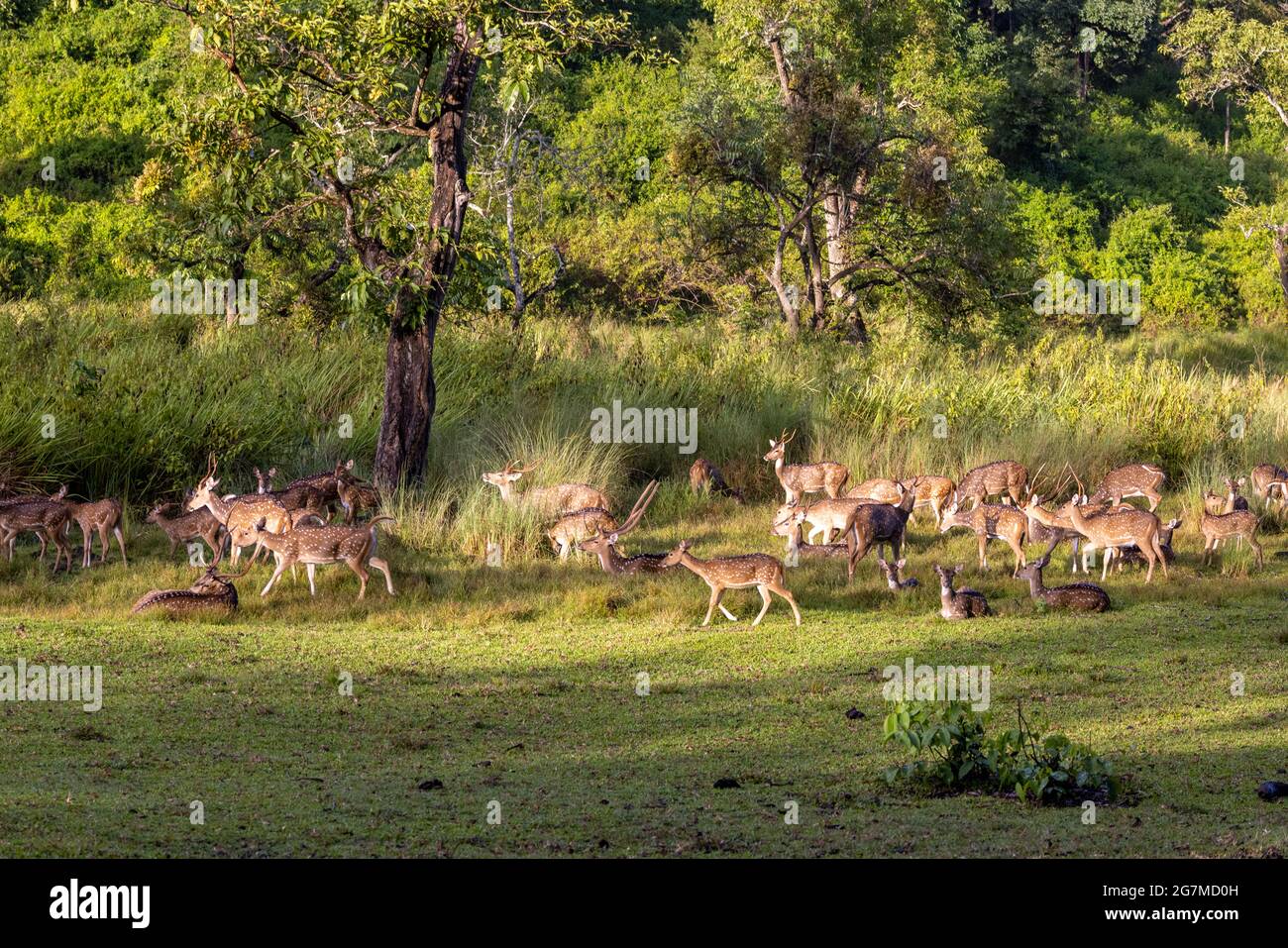 Spotted Deer Herd - fotografiert im Nagarhole National Park Stockfoto