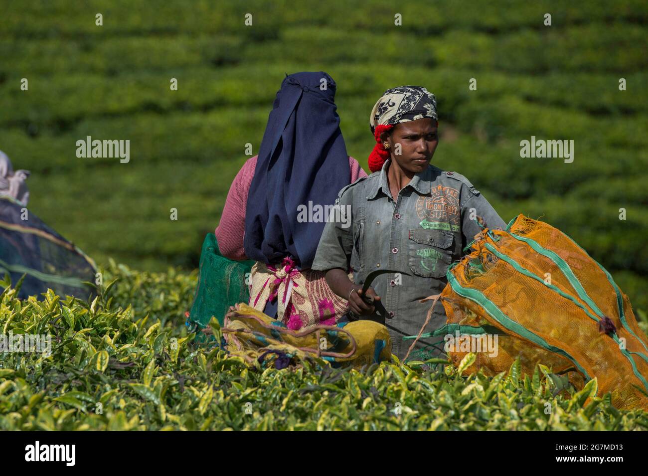 Die Teeplantagen um Ootacamund (Ooty)/ Udagamandalam im indischen Südstaat Tamil Nadu bilden vor dem Hintergrund von t faszinierende Muster Stockfoto