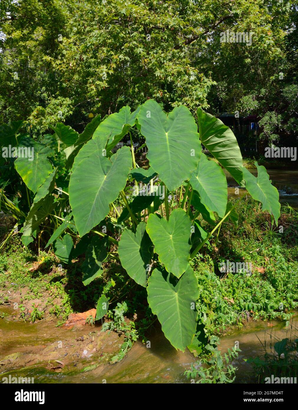 Colocasia esculenta, Taro, Kalo, dasheen madhumbe marope, magogoya patra oder godere. Stockfoto